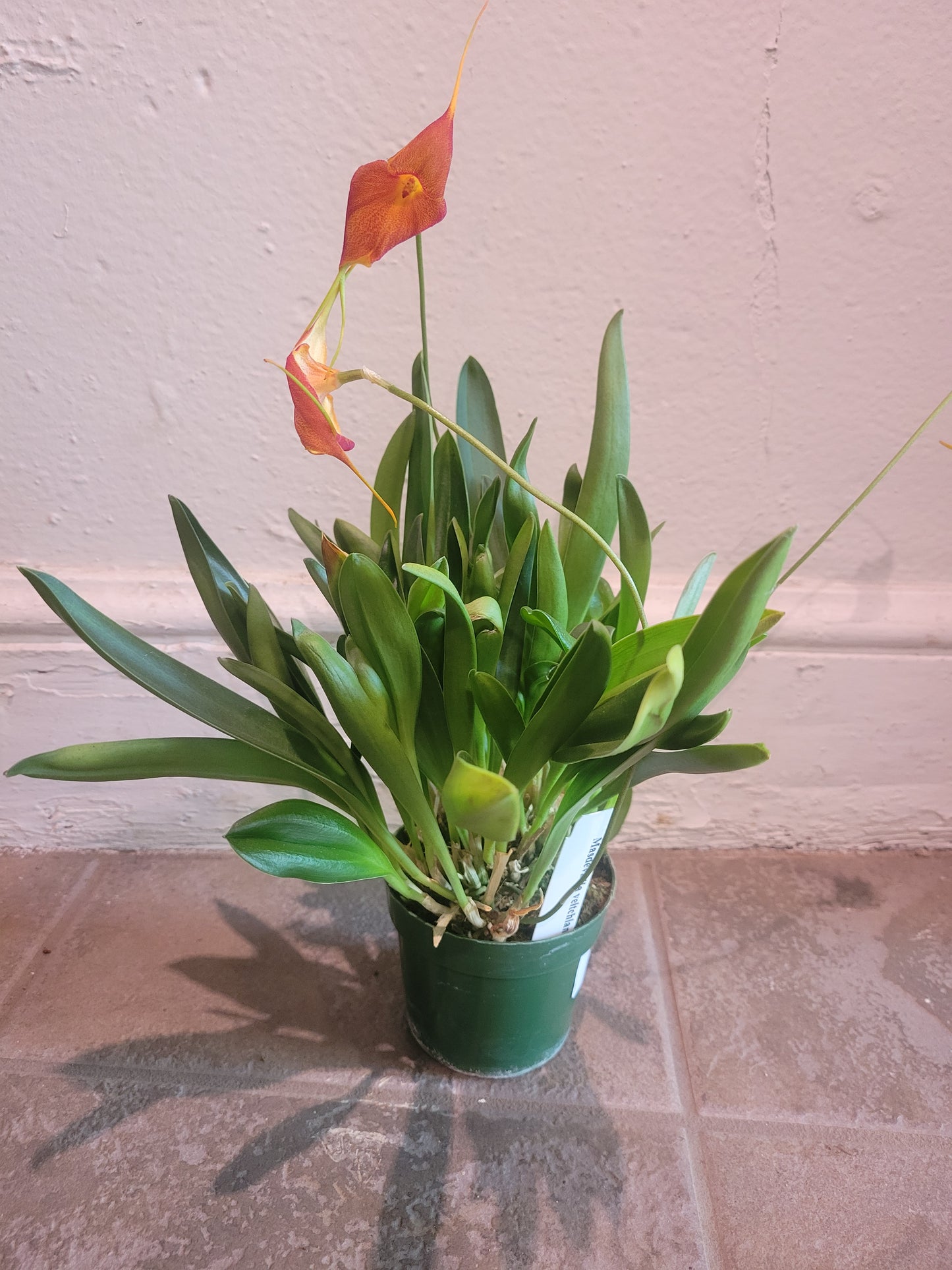 Masdevallia Orchid
