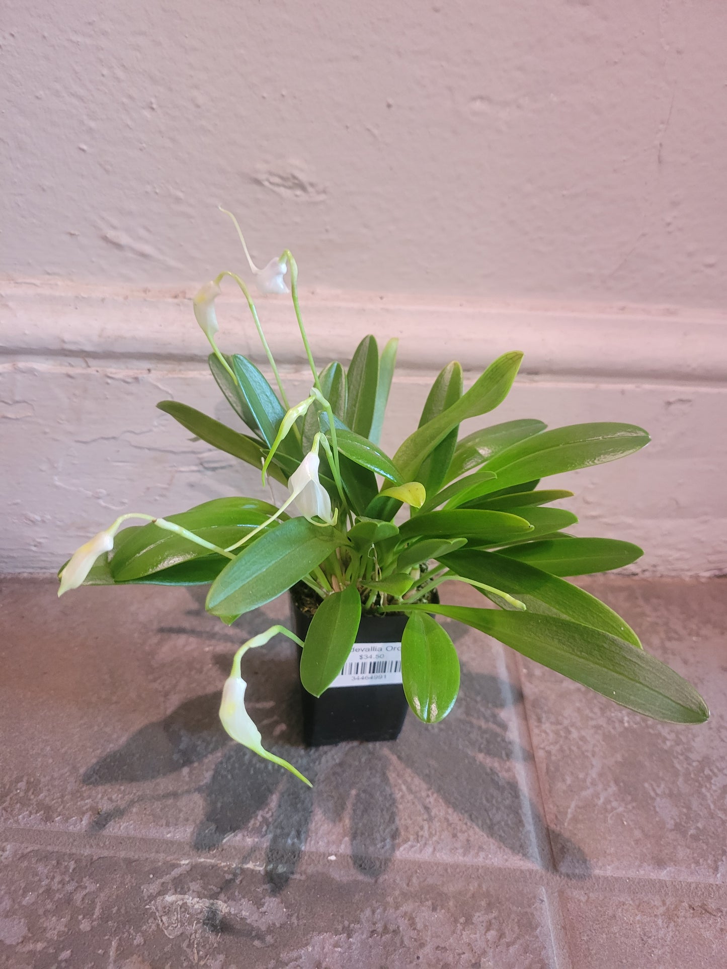 Masdevallia Orchid