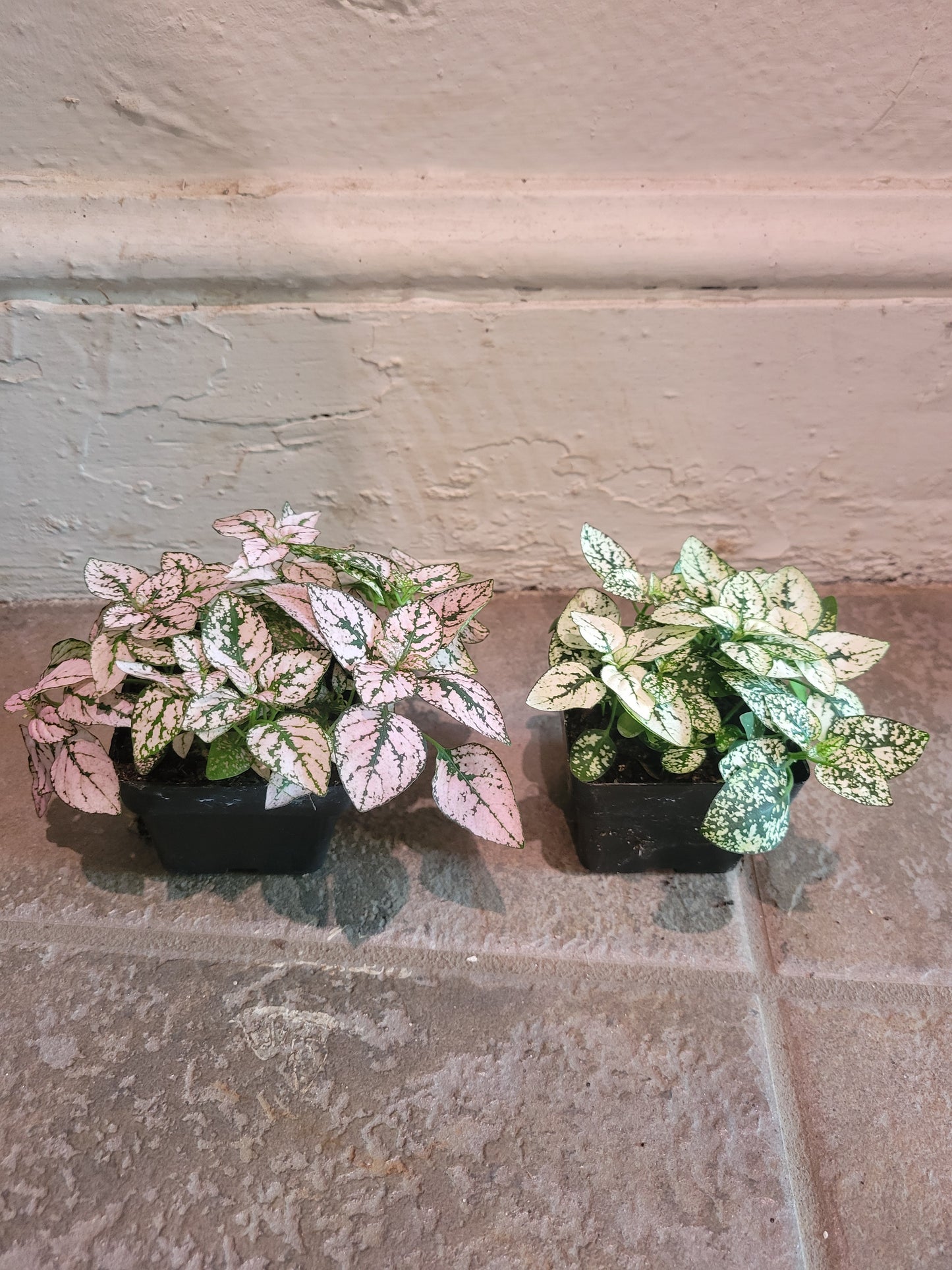 Hypoestes