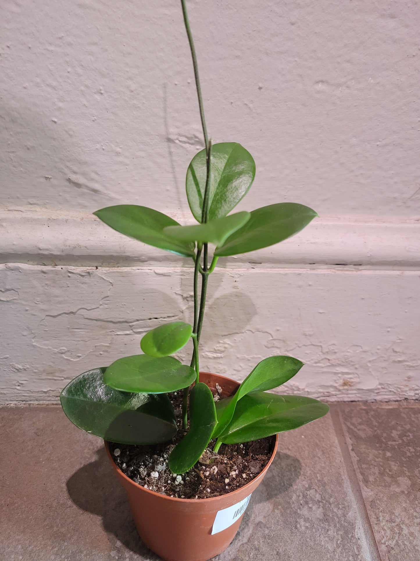 Hoya Australis