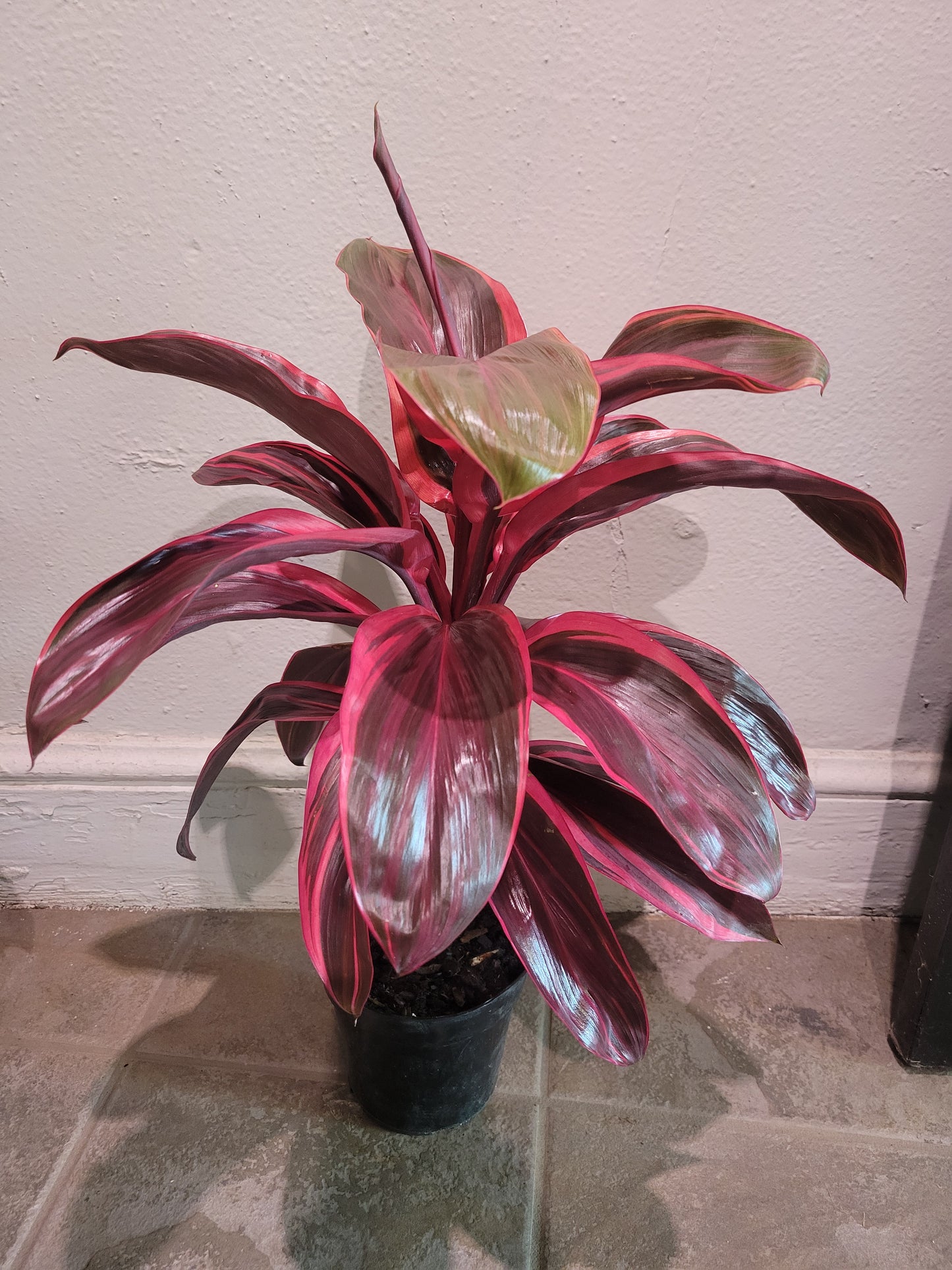 Cordyline Electra