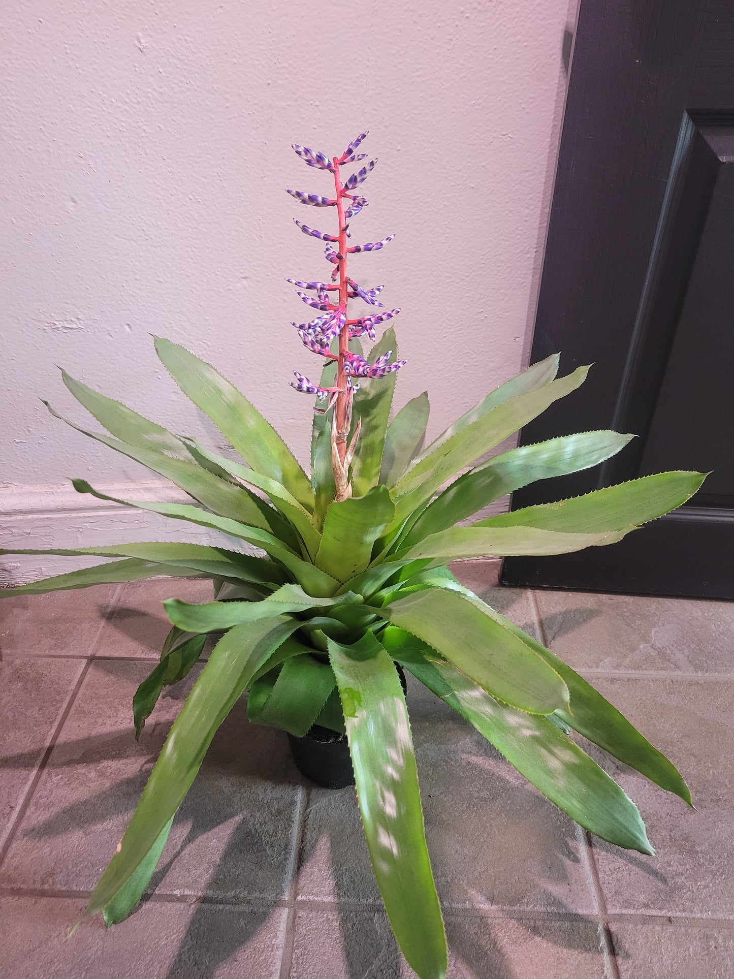 Aechmea Del Mar