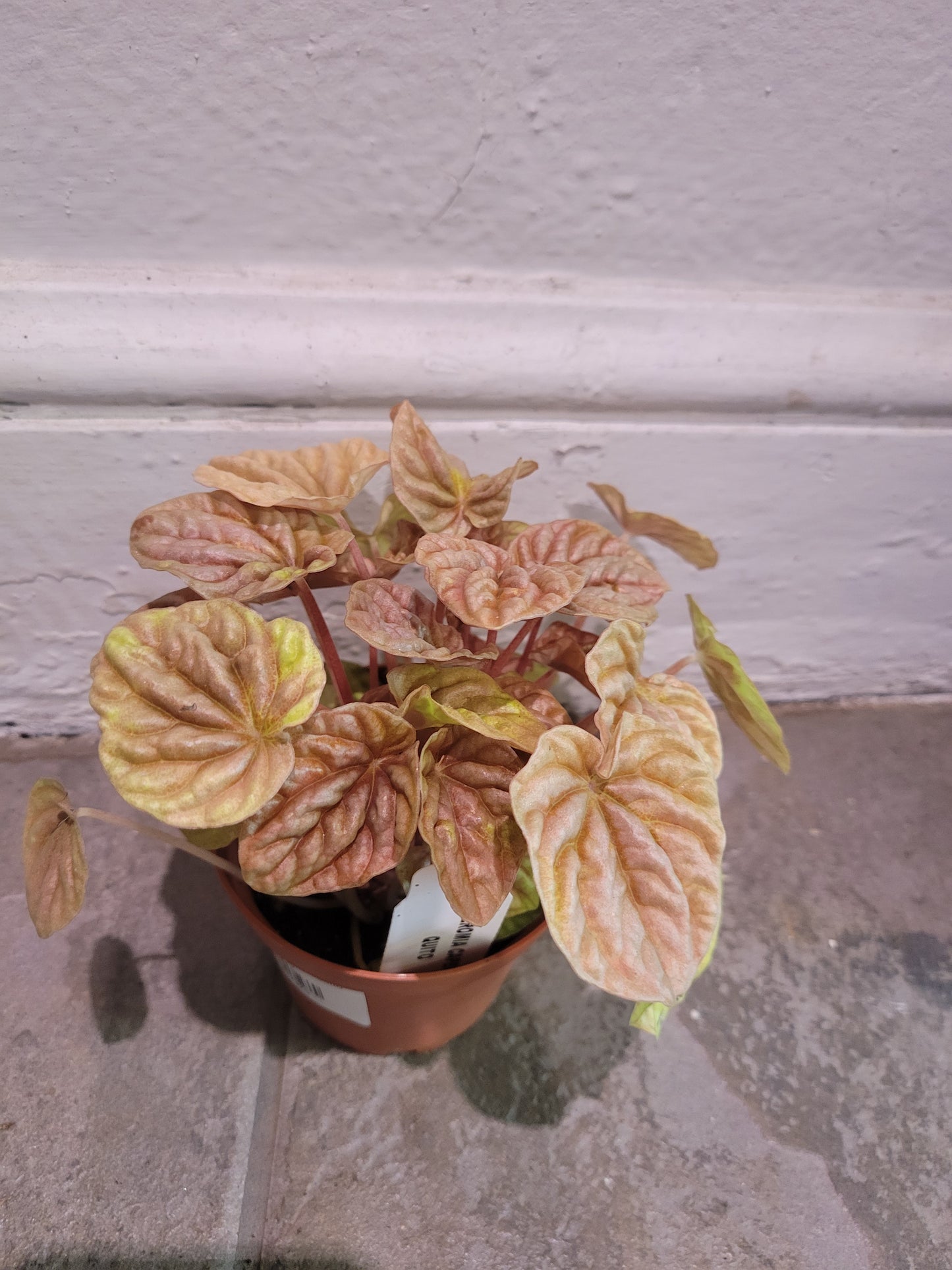 Peperomia Caperata 'Quito'