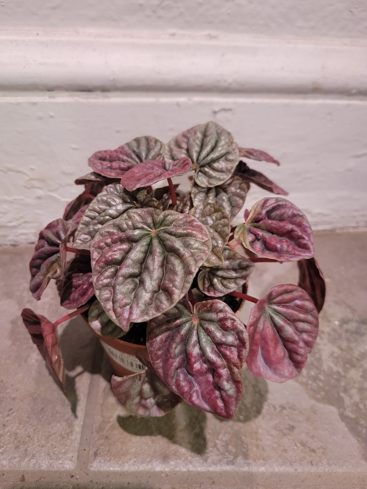 Peperomia Schumi Red
