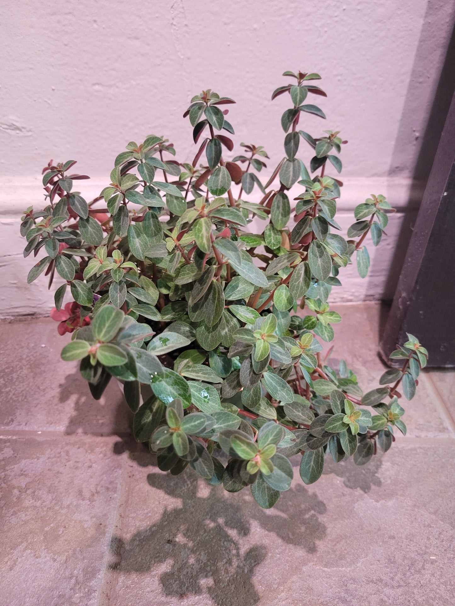 Peperomia Verticillata " Double Duty"