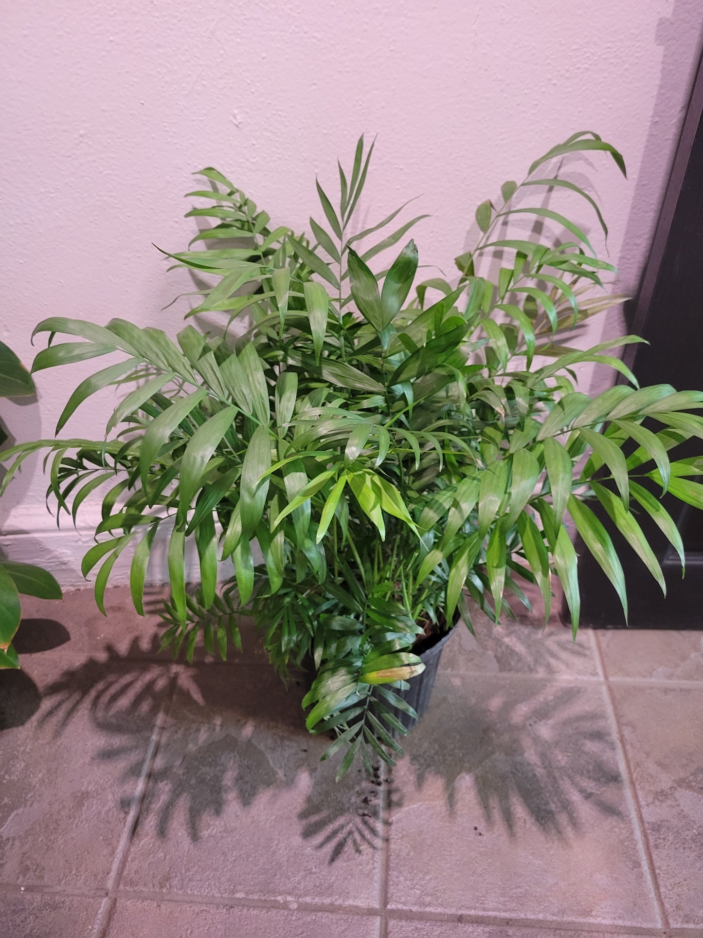 Parlor Palm