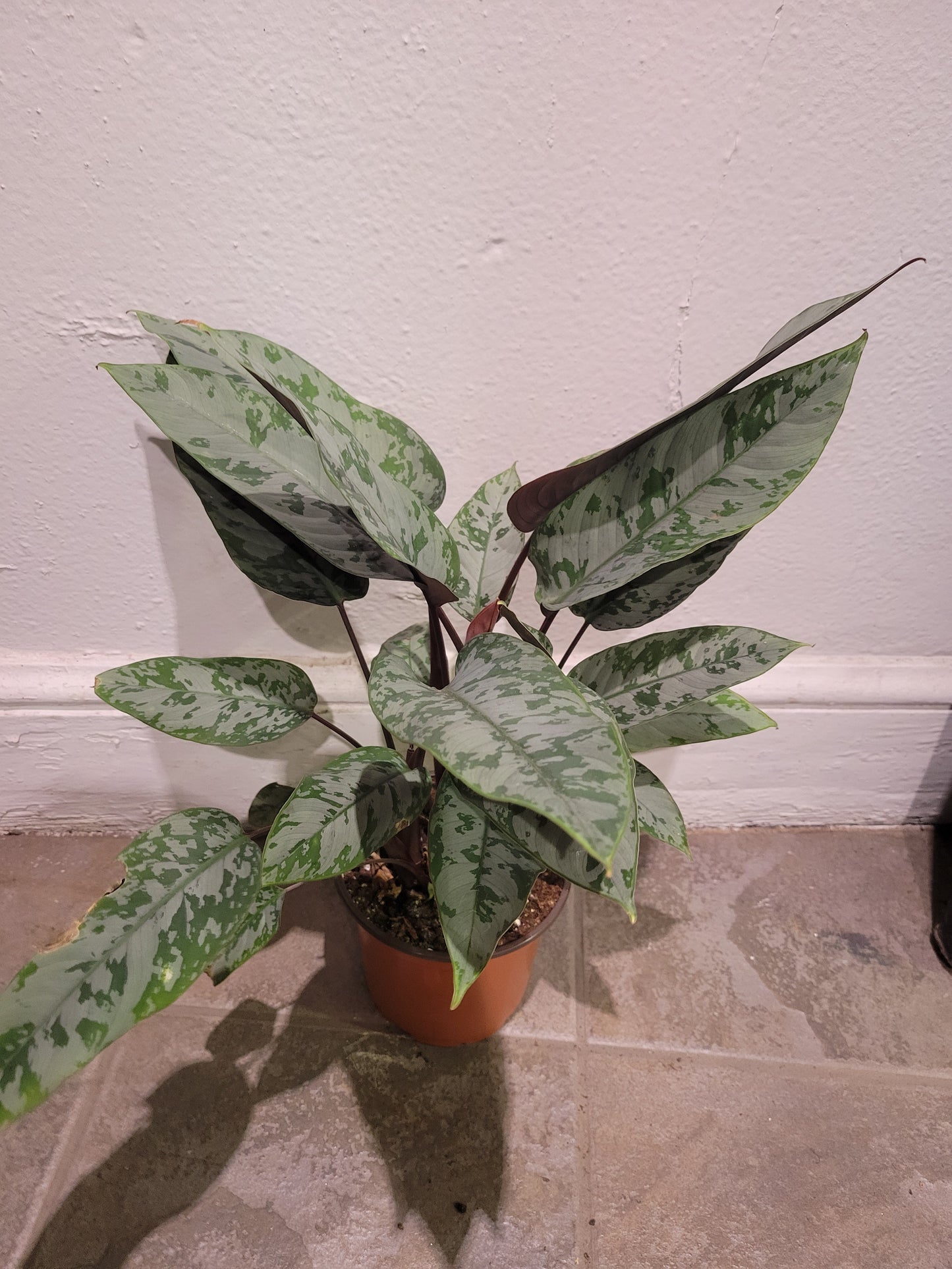 Apoballis Acuminatissima Lavallei