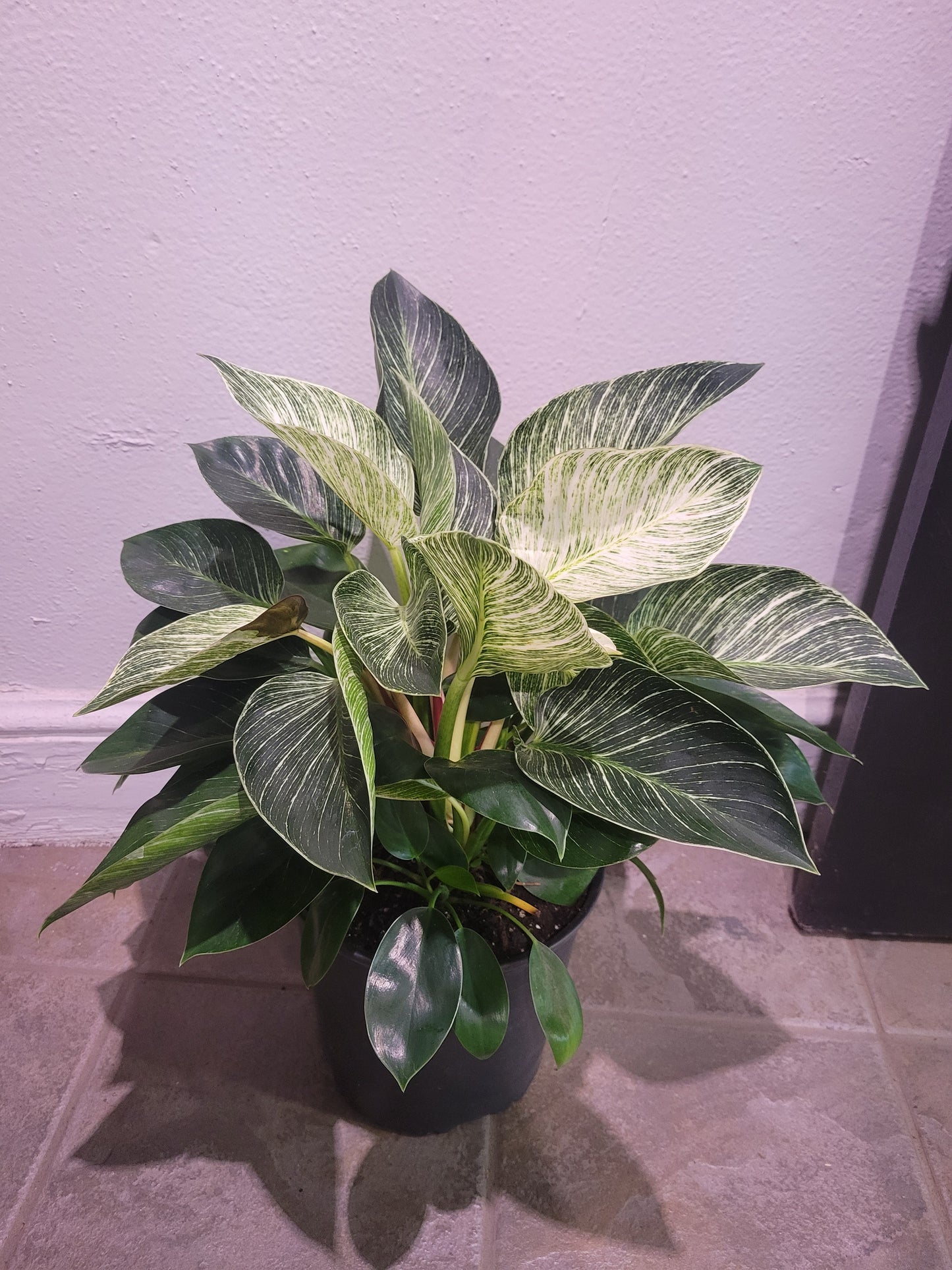 Philodendron Beirkin
