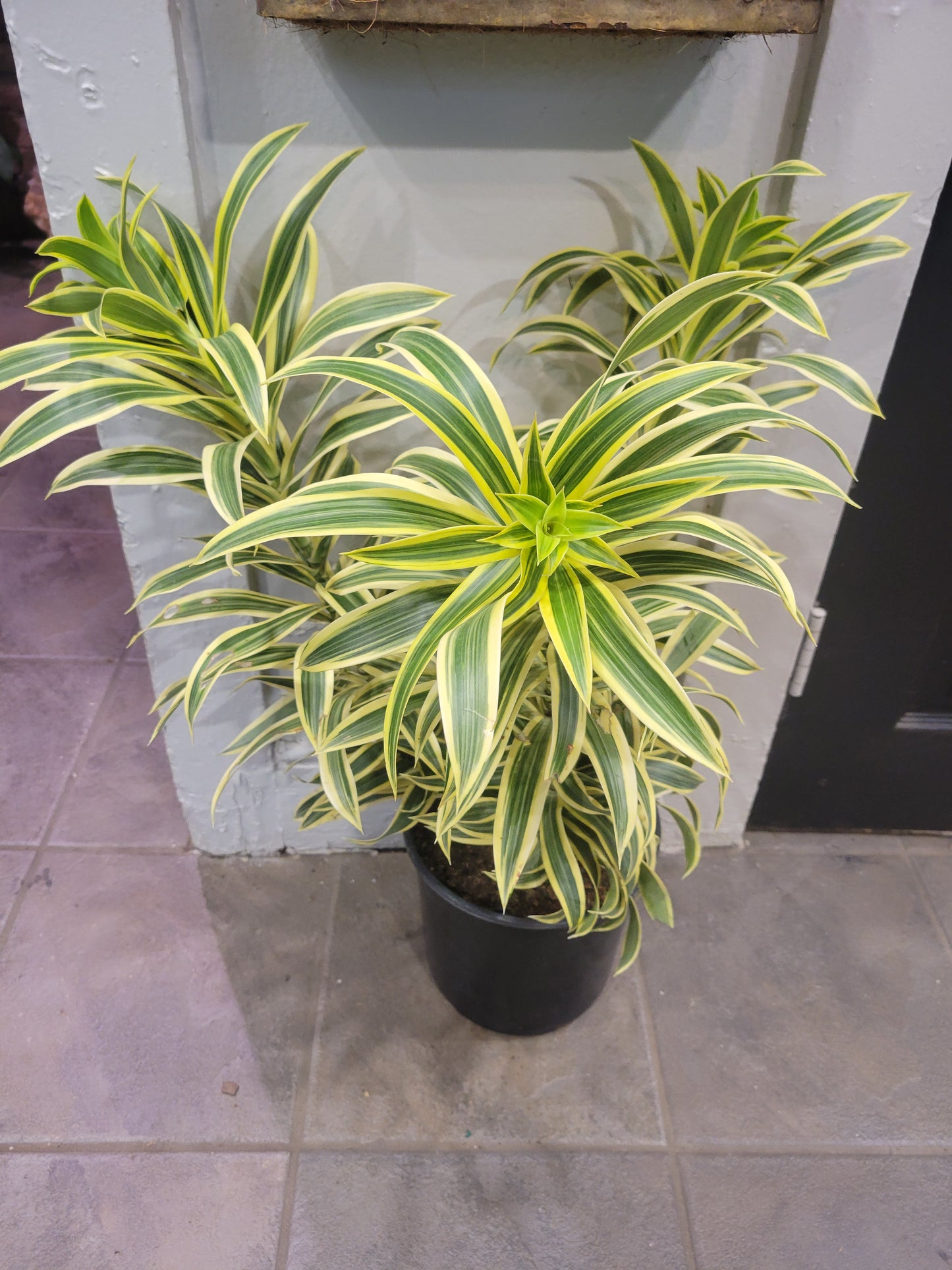 Song of India Dracaena