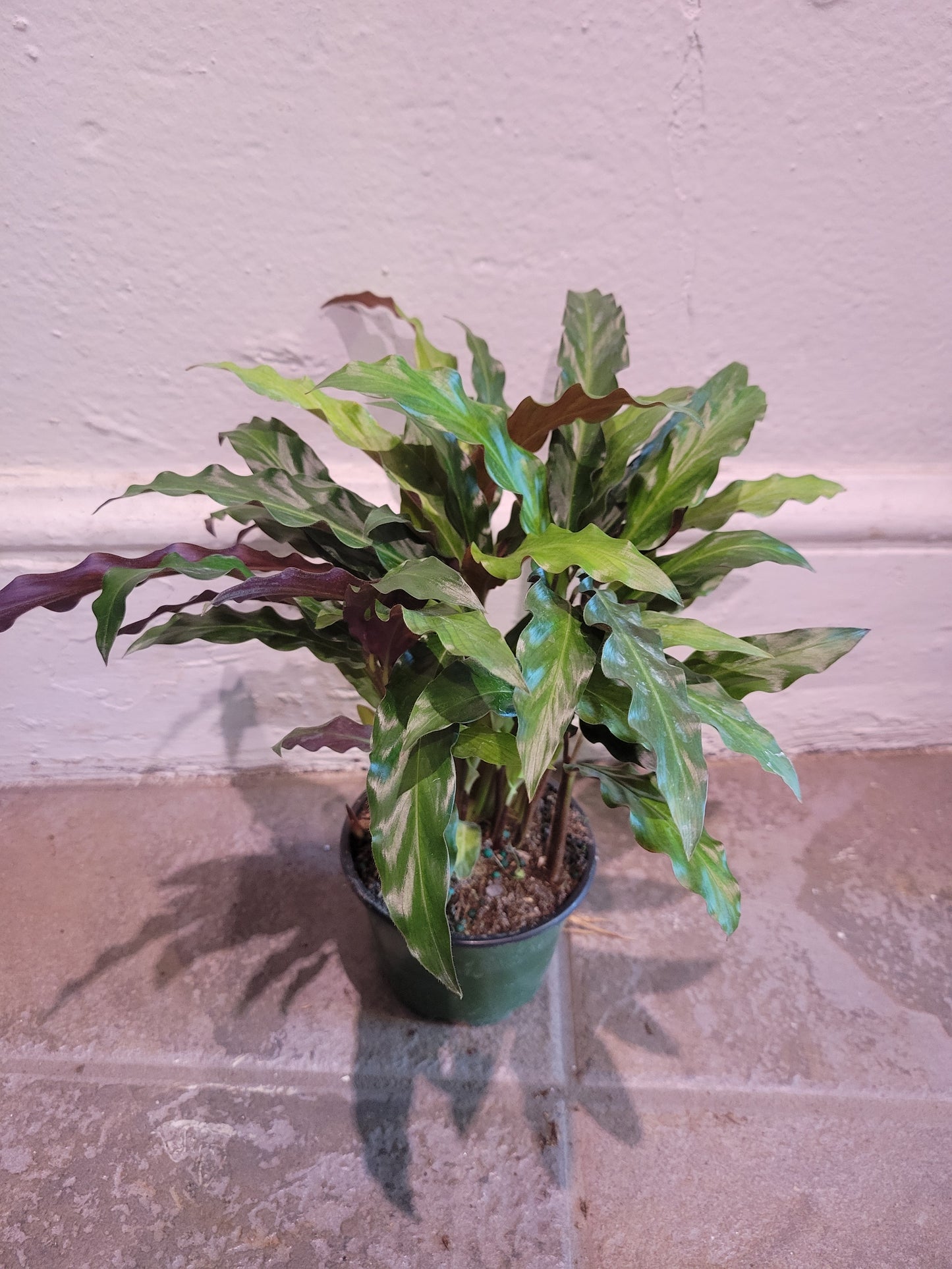 Calathea Rufibarba