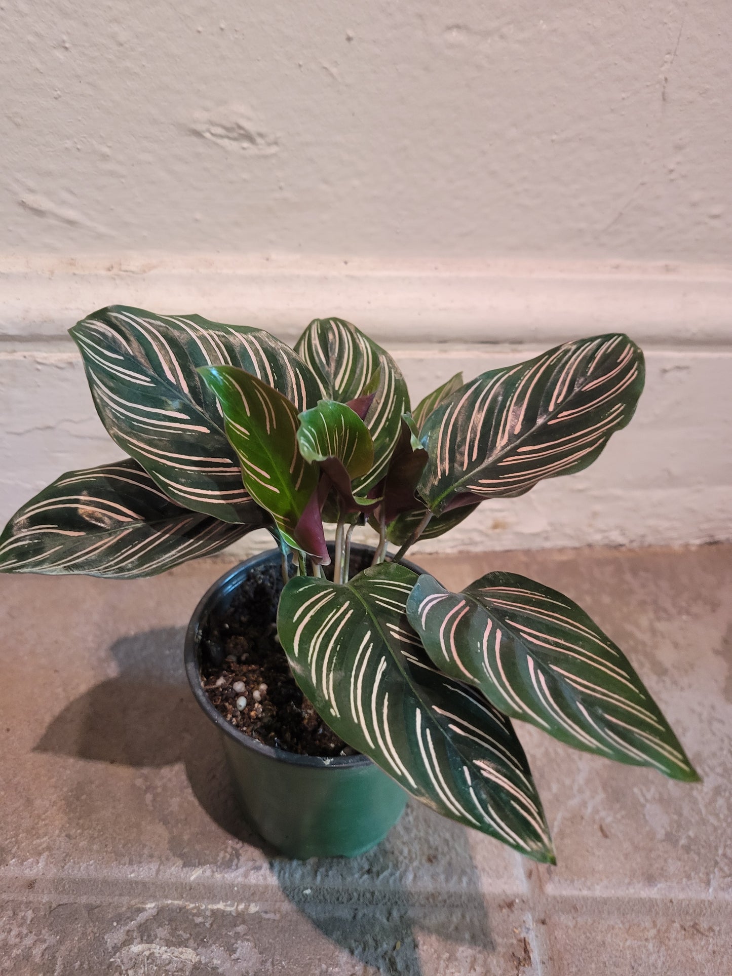 Calathea Ornata
