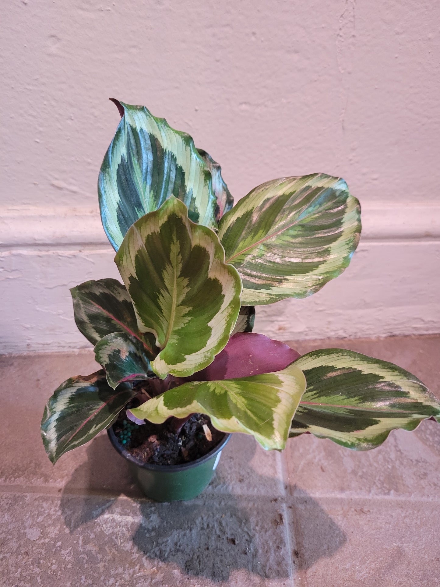 Calathea Picturata