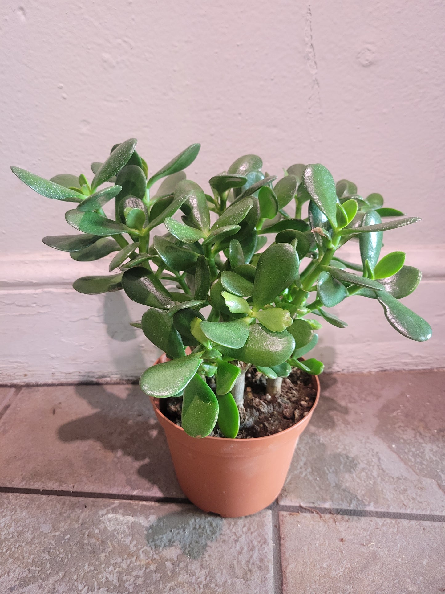 Jade Succulent