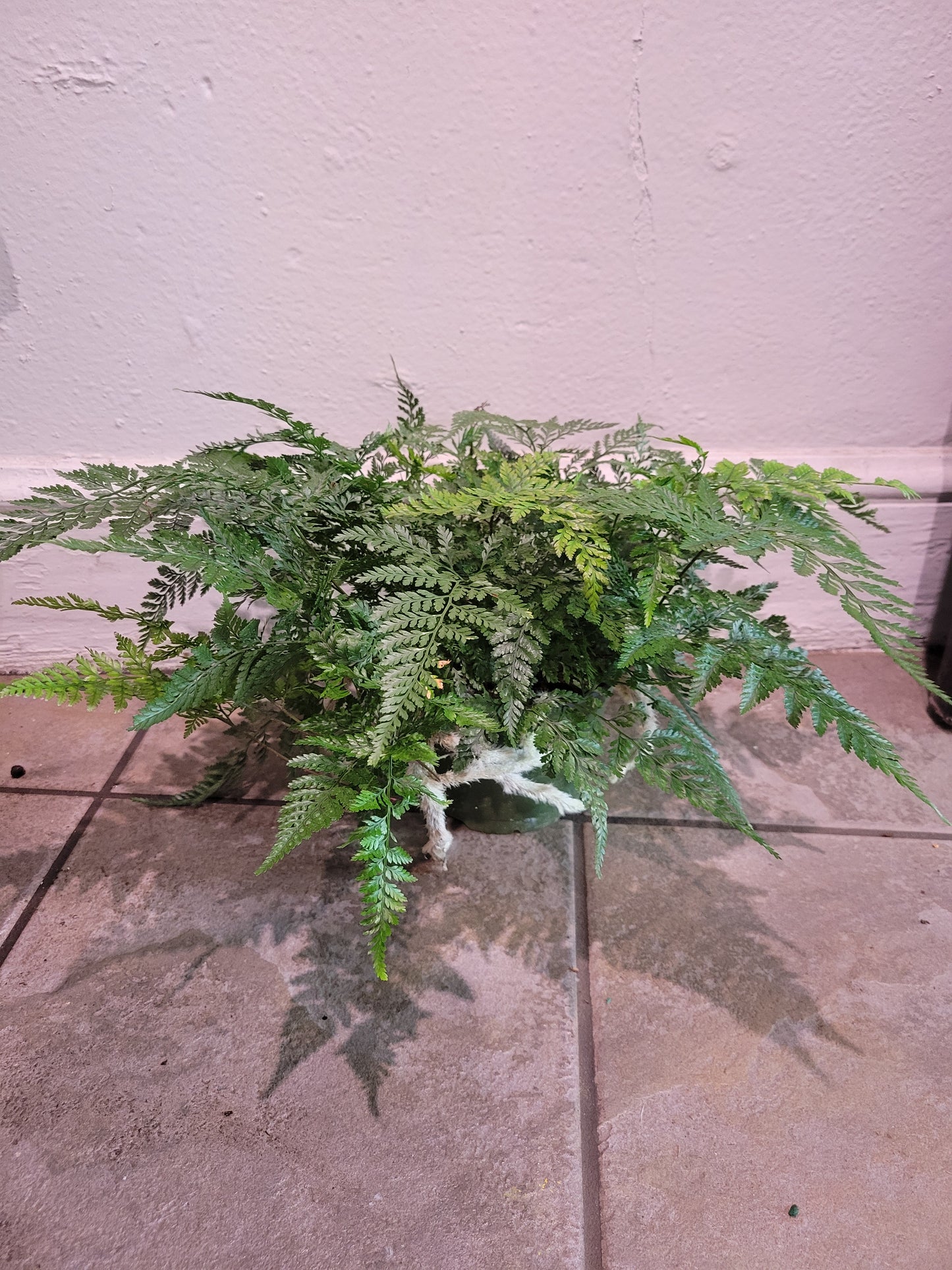 Rabbit Foot Fern