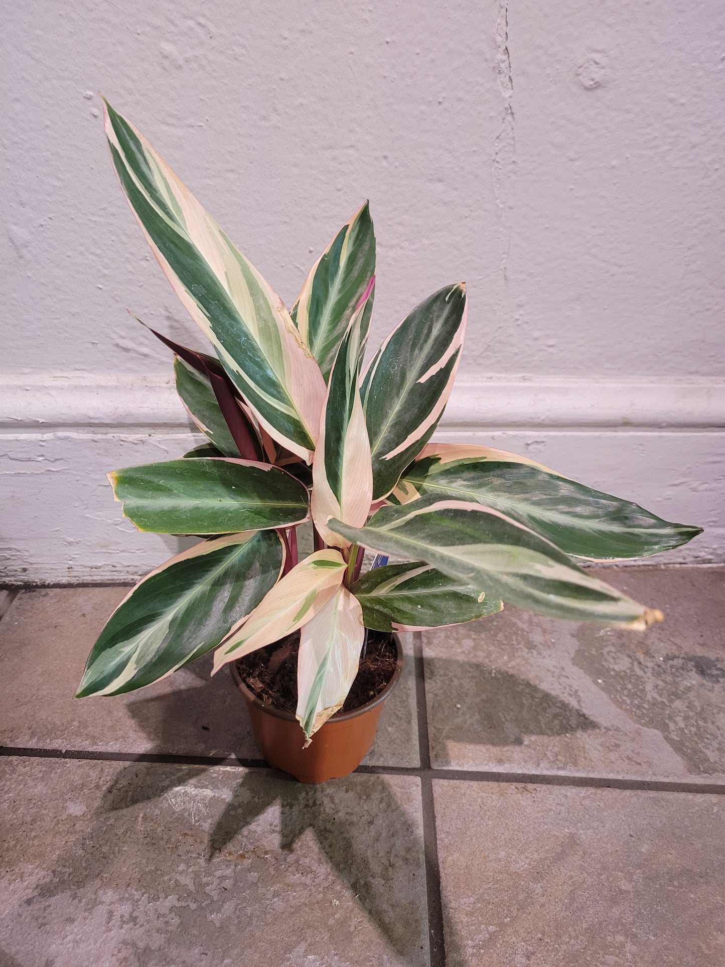 Stromanthe Triostar Calathea