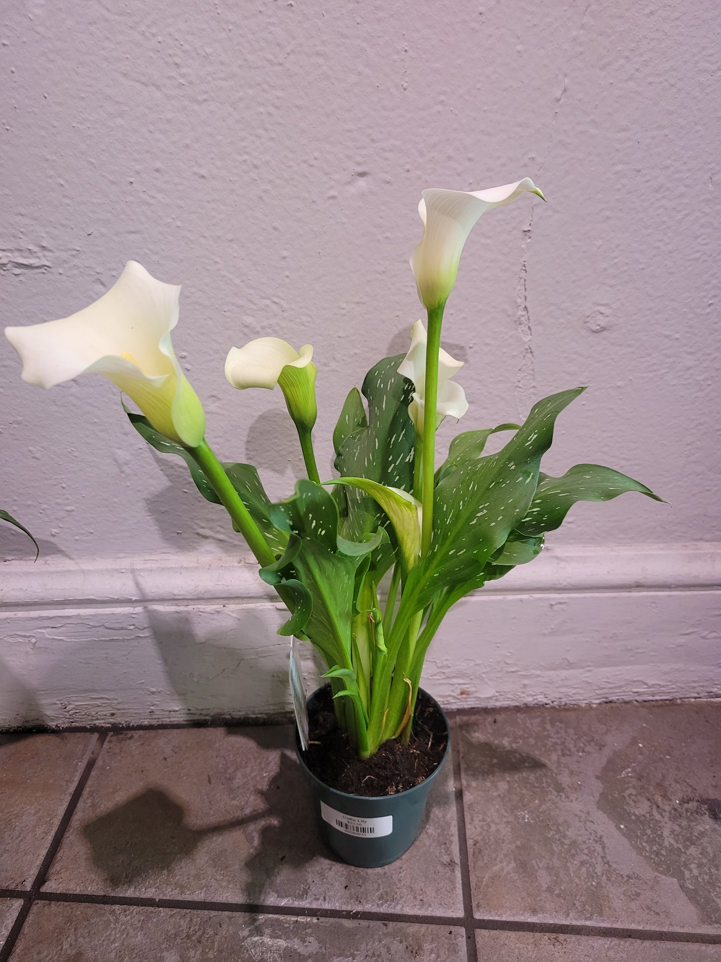 Calla Lily