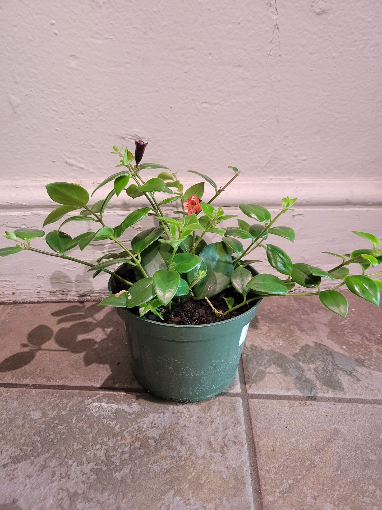 Aeschynanthus Radicans " Lipstick Mona lisa"