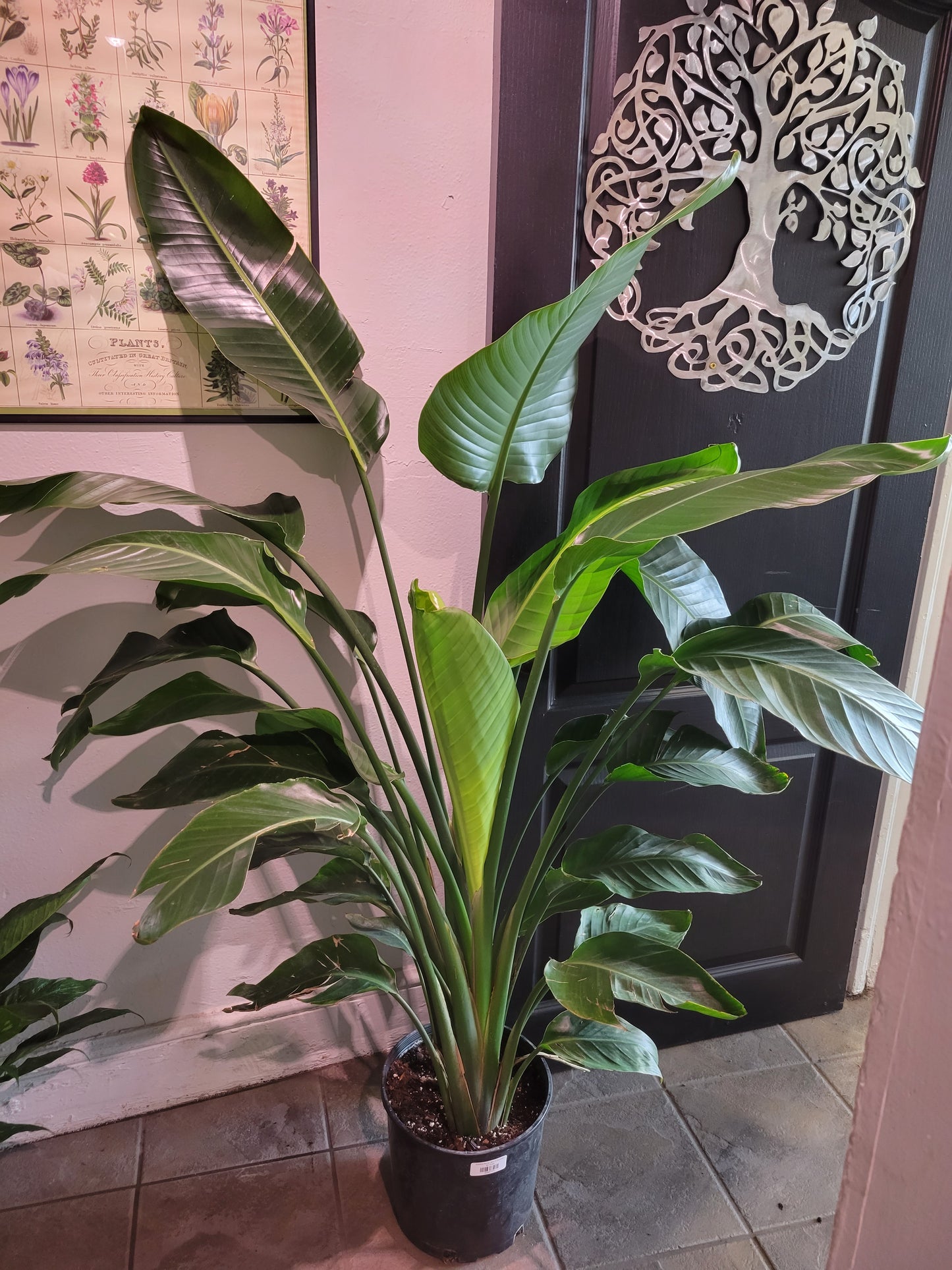 Strelitzia Nicolai "Bird Of Paradise"