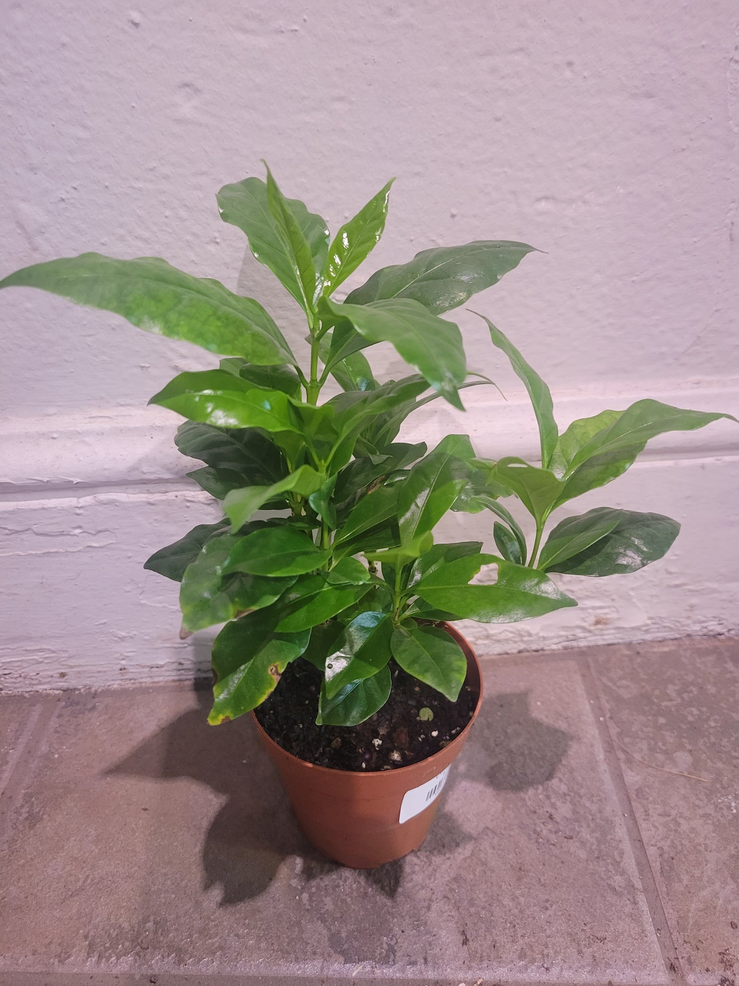 Coffee Plant