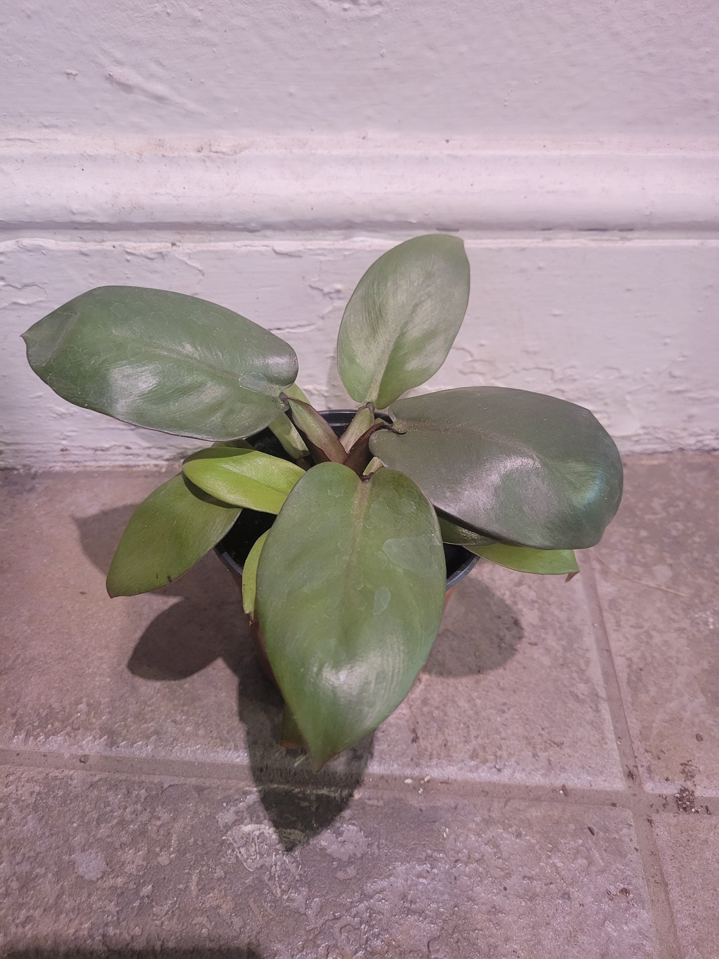 Philodendron Black Cardinal Caramel