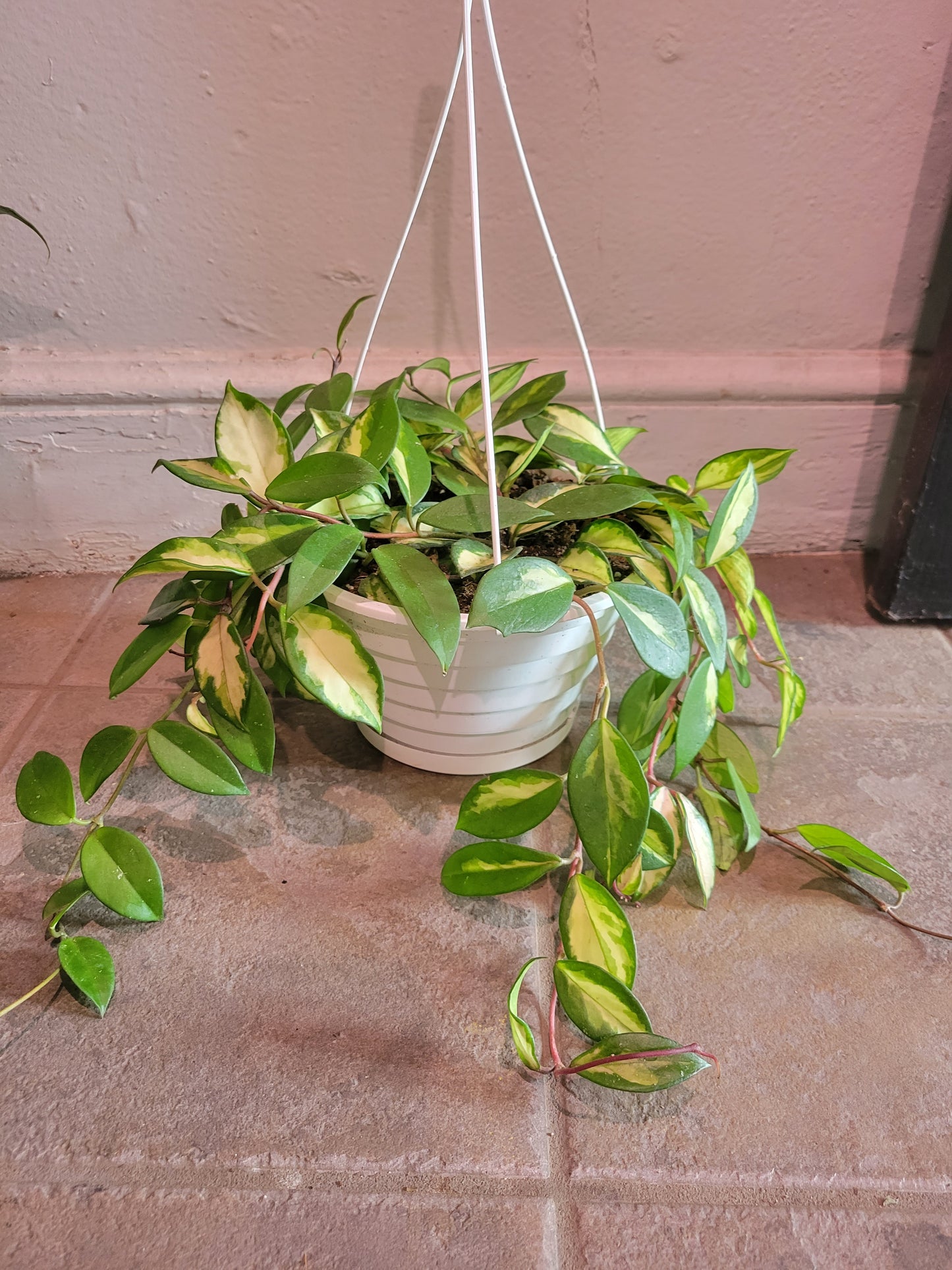 Hoya Krimson Queen