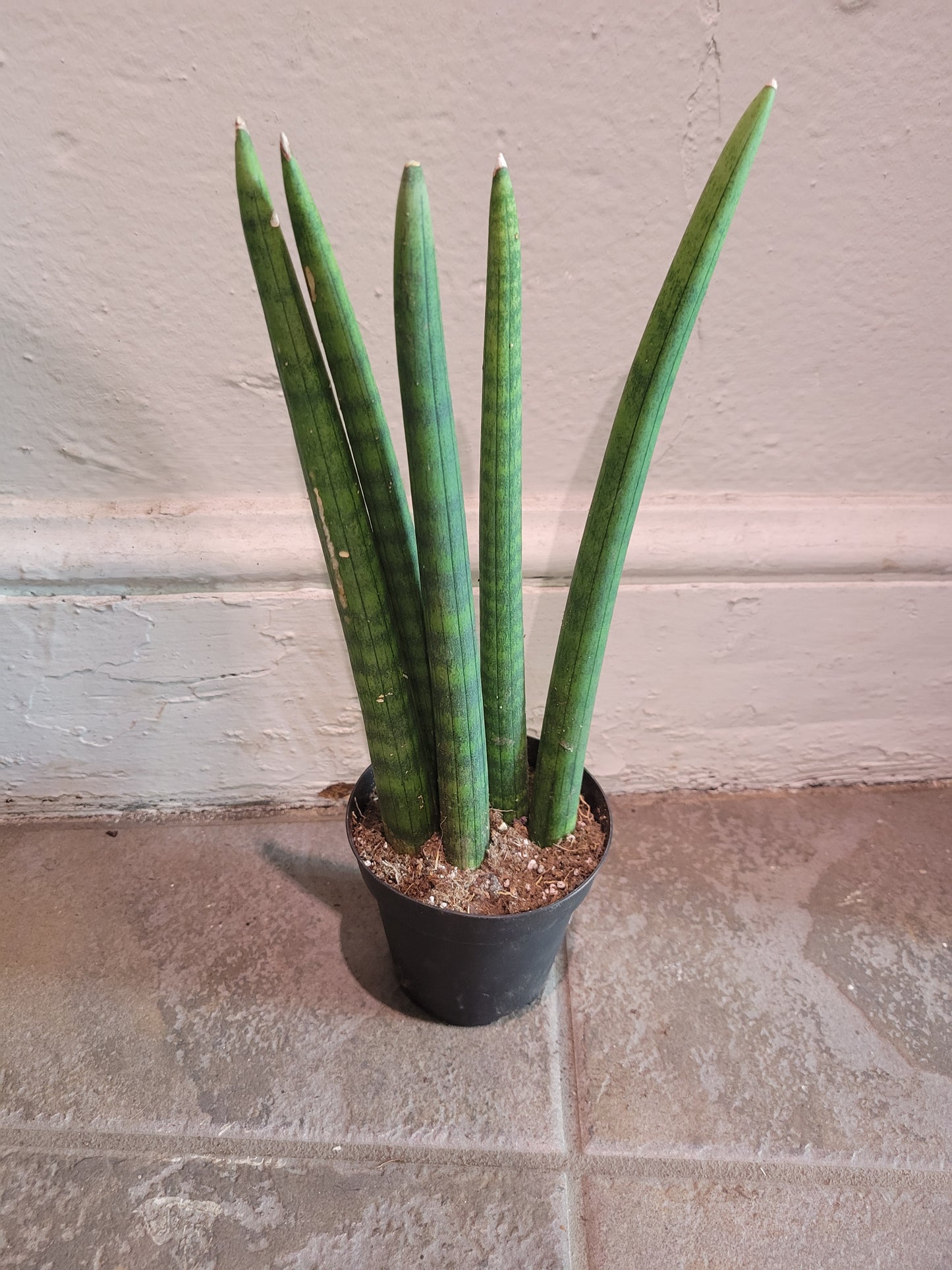 Sansevieria Fan