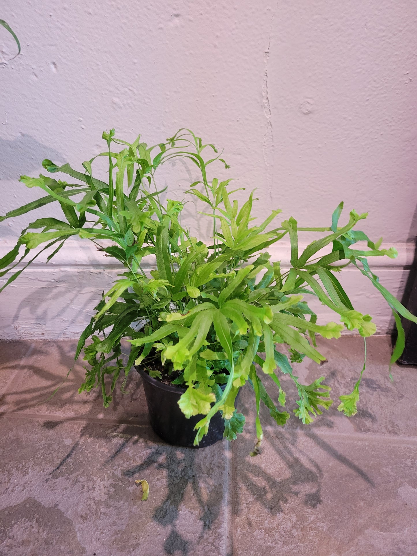 Pteris Fern