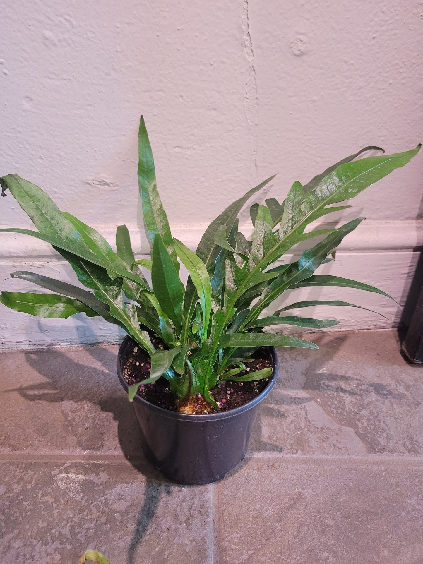 Crown Fern