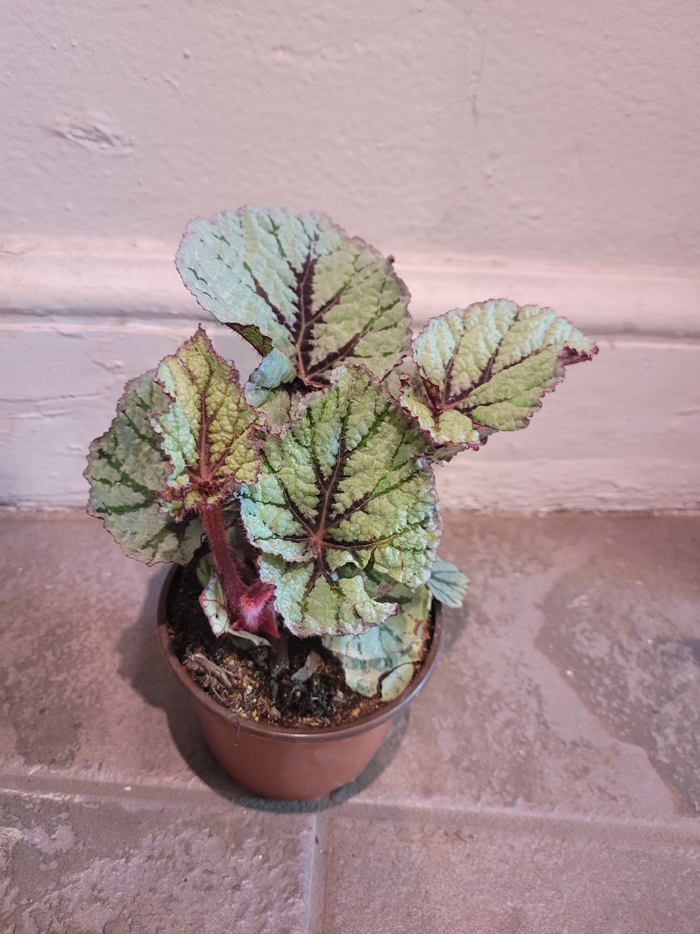 Rex Begonia