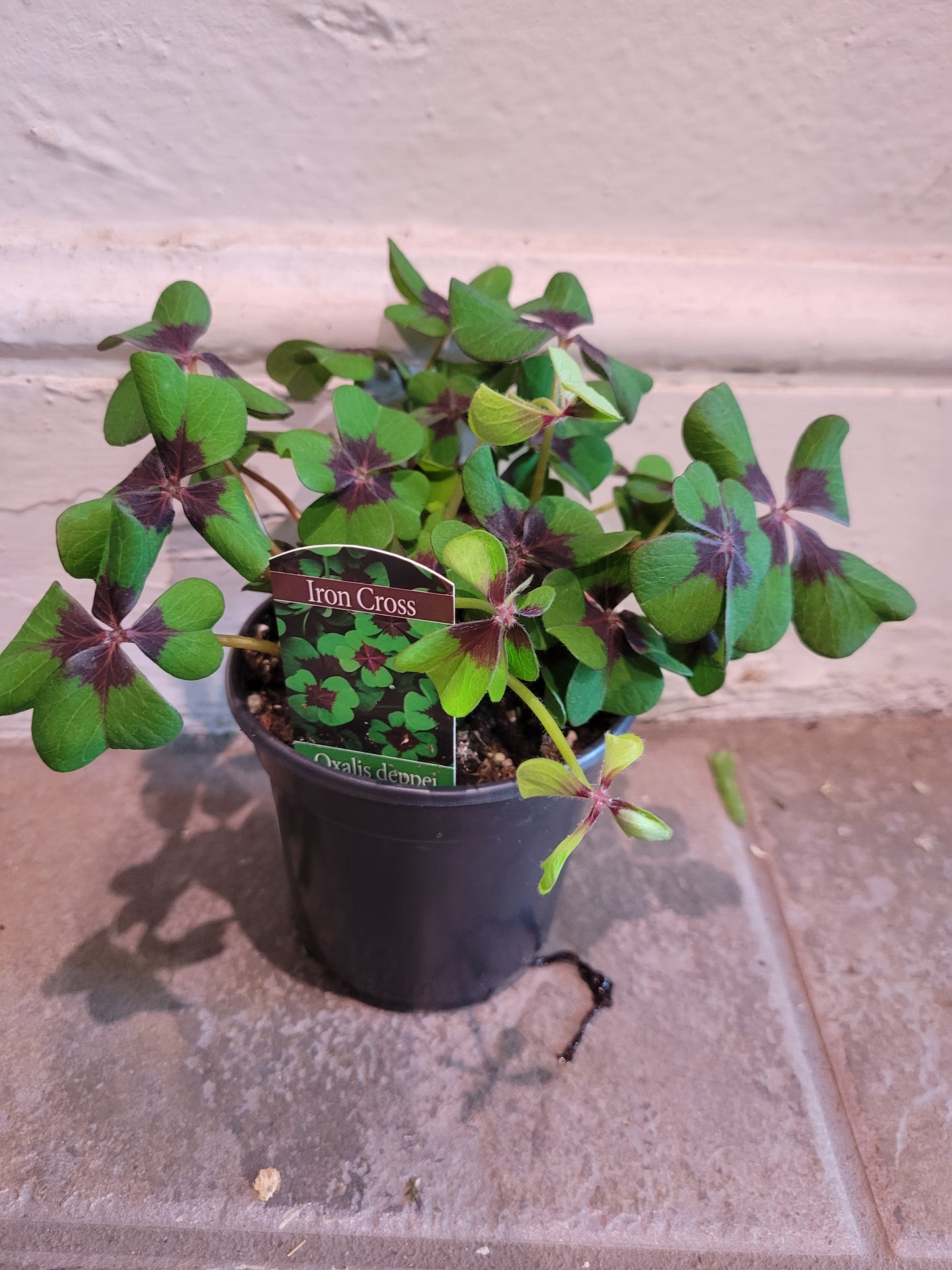 Shamrock Iron Cross