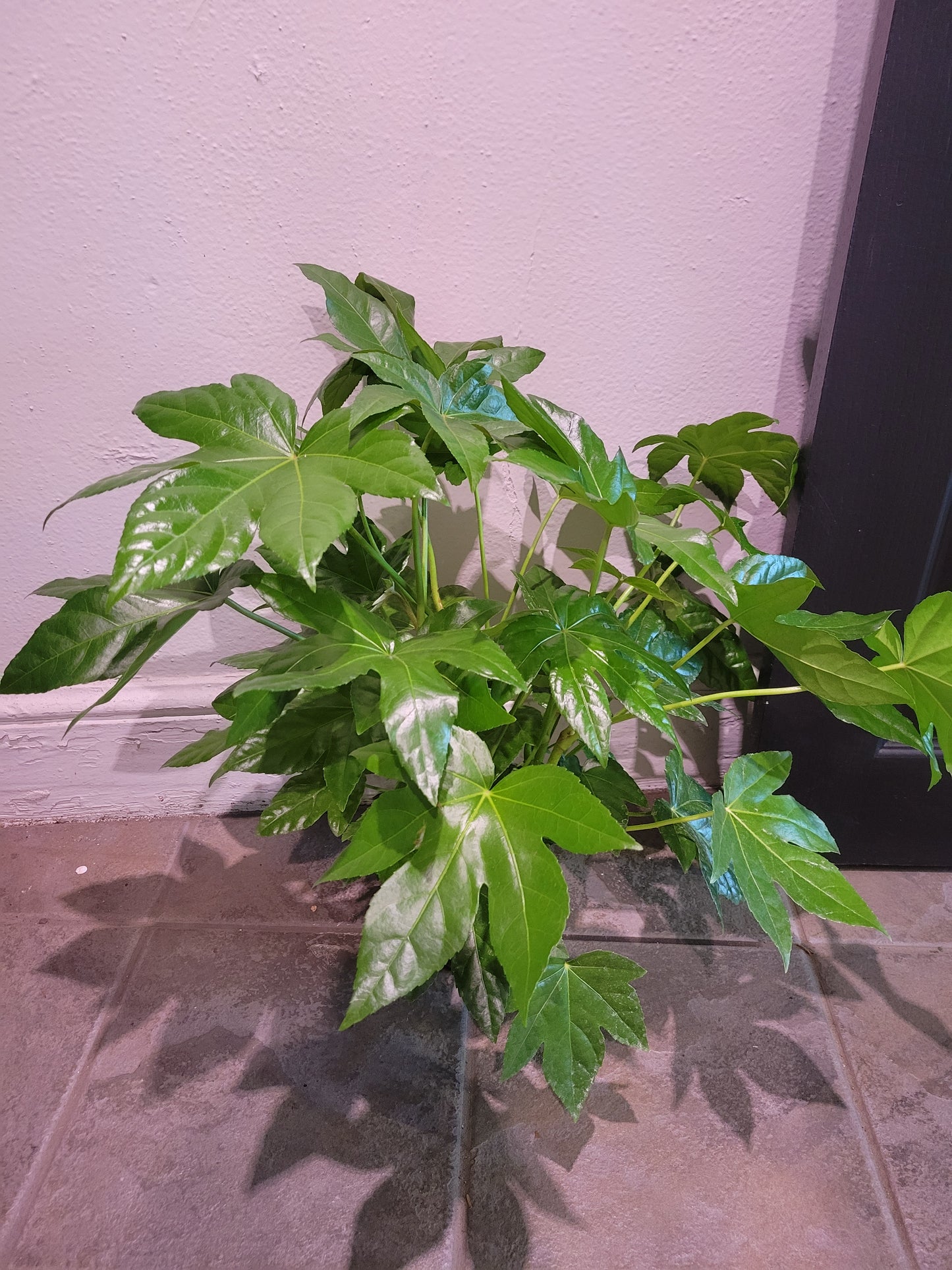 Fatsia Japonica