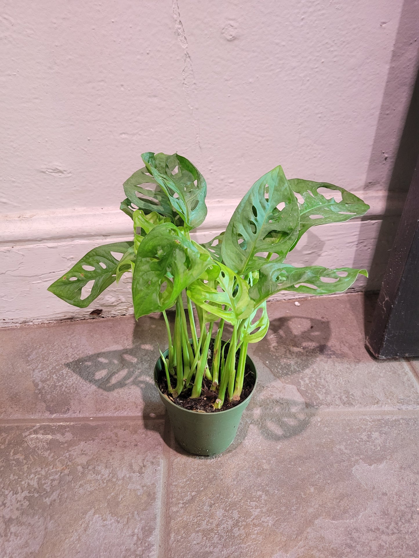 Swiss Cheese Monstera