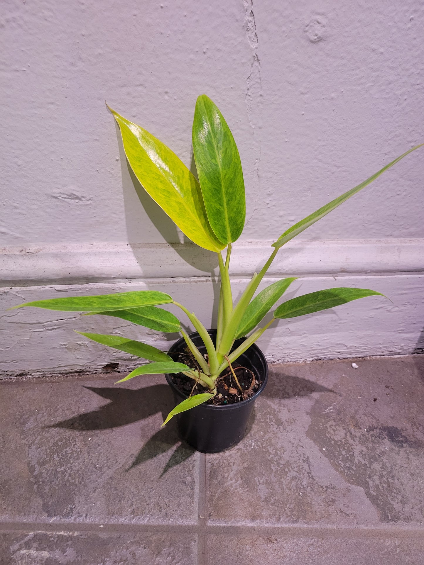 Philodendron Lemon Twist