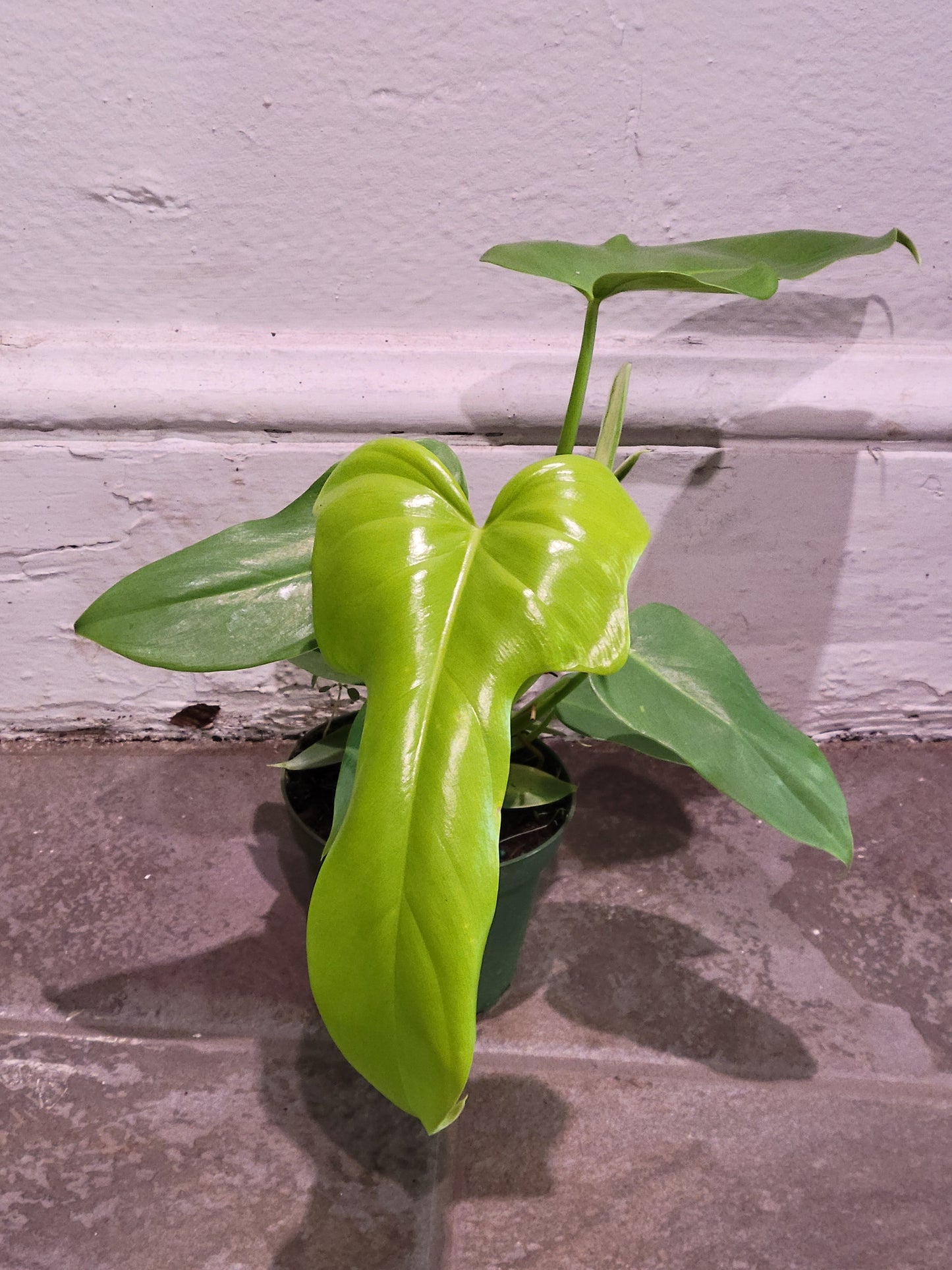 Philodendron Bipennifolium Aurea ( Gold Violin )