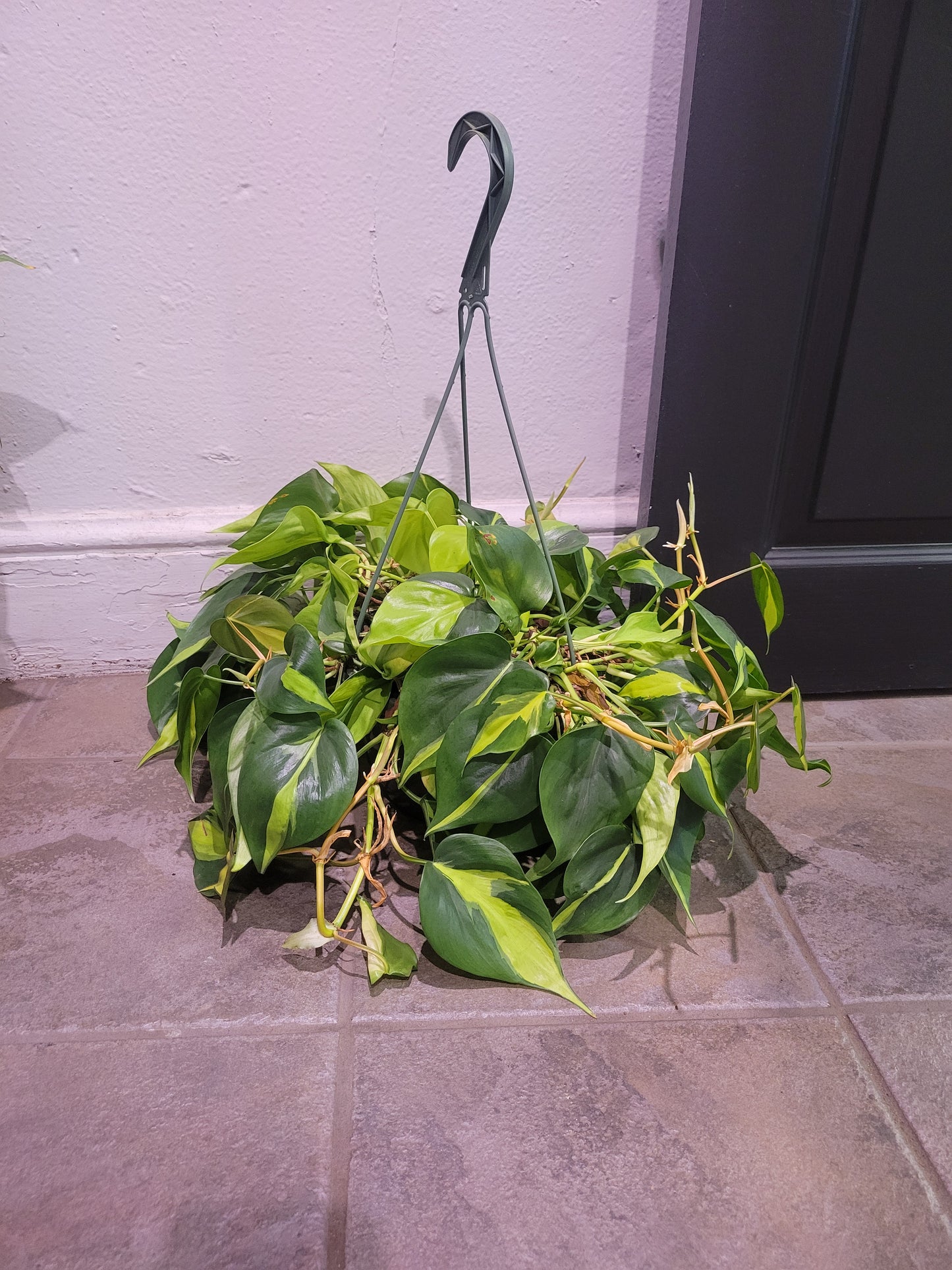 Philodendron Brazil