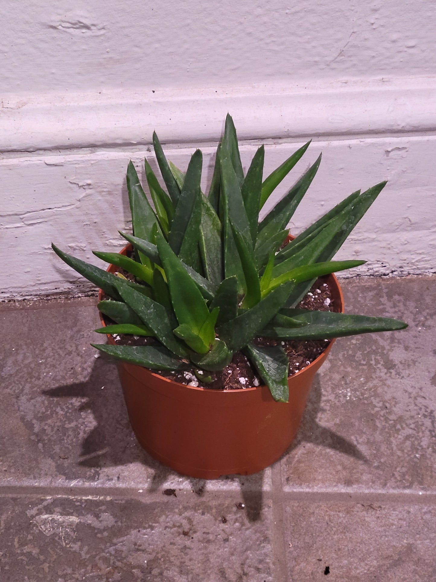 Black Gem Aloe