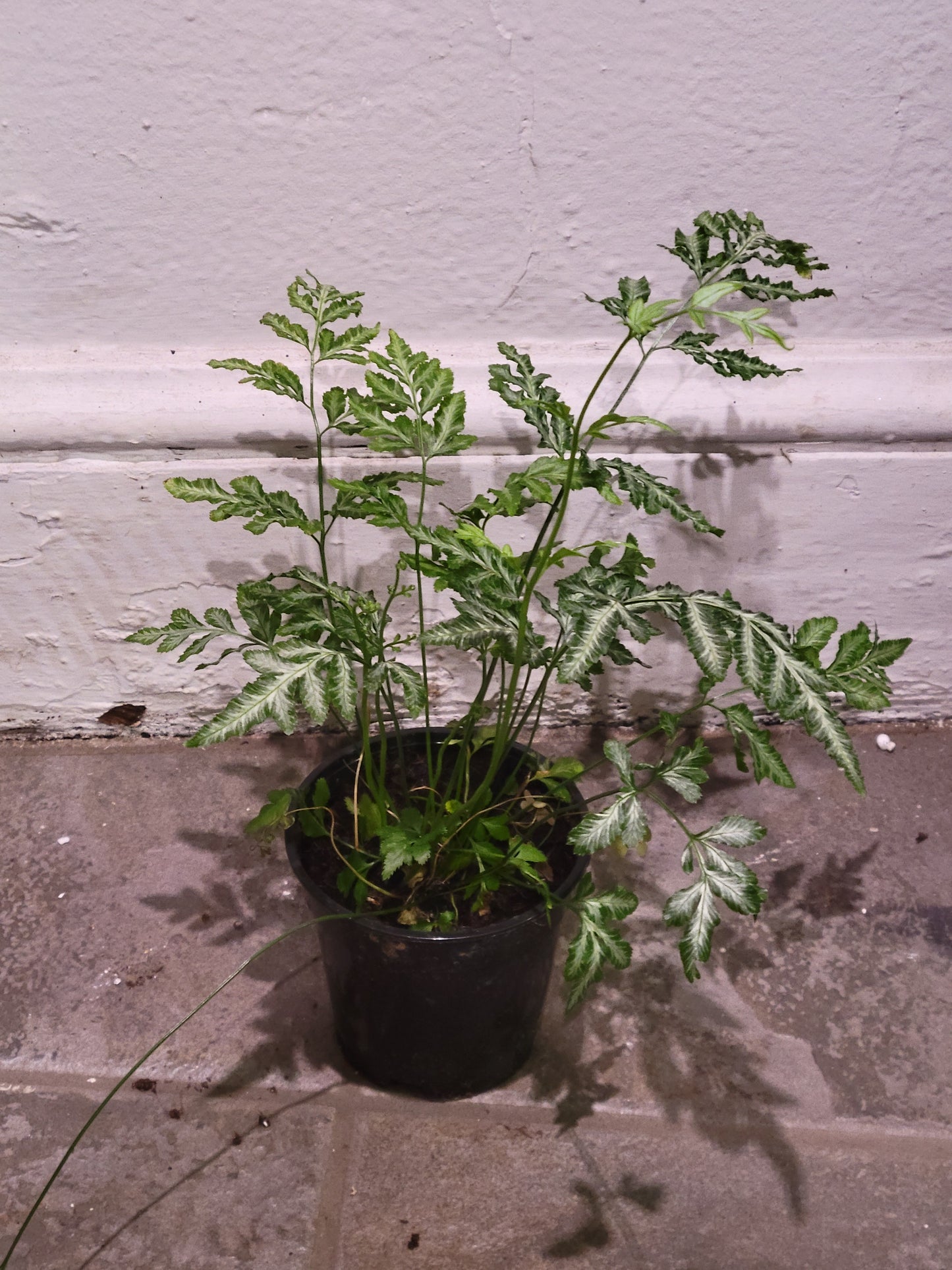 Silver Lace Fern
