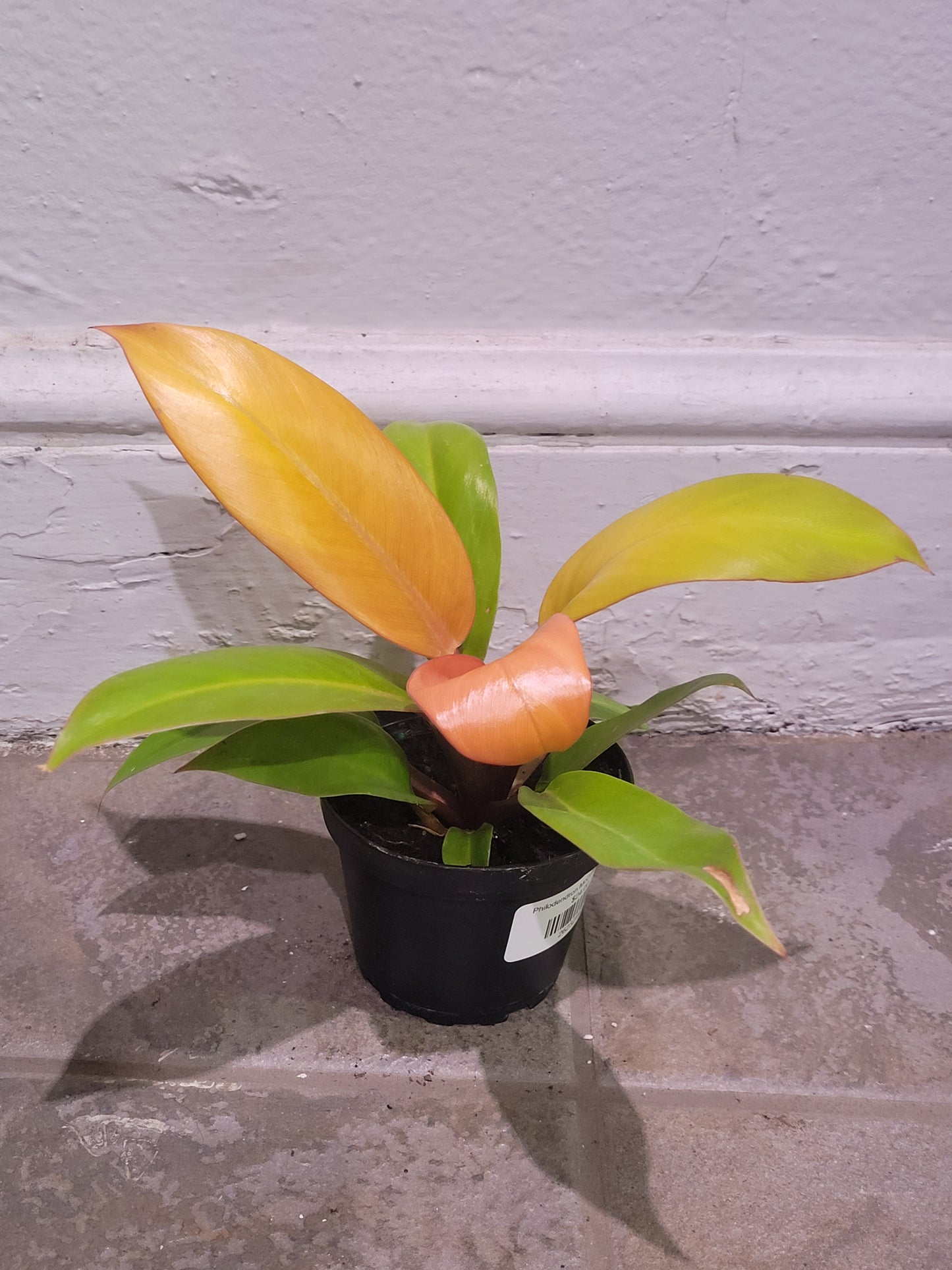Philodendron McColley's Finale