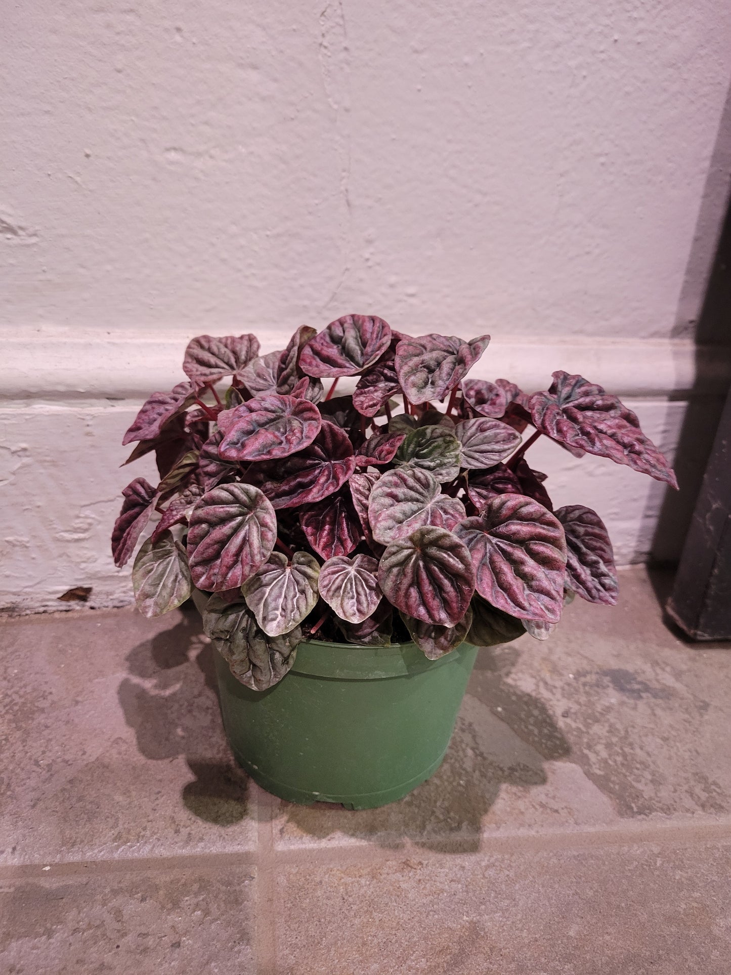 Peperomia Caperata 'Red Luna'