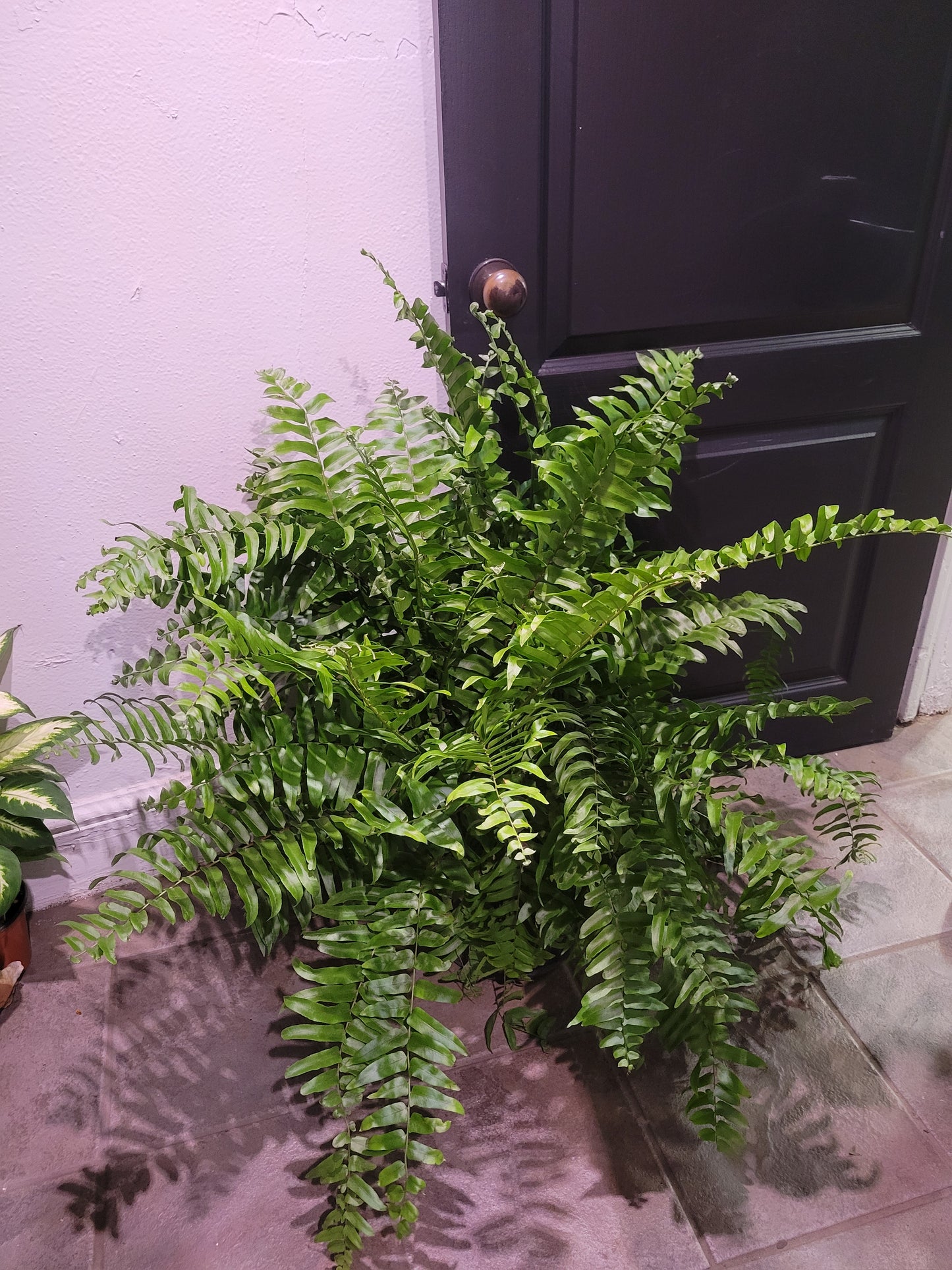 Macho Fern