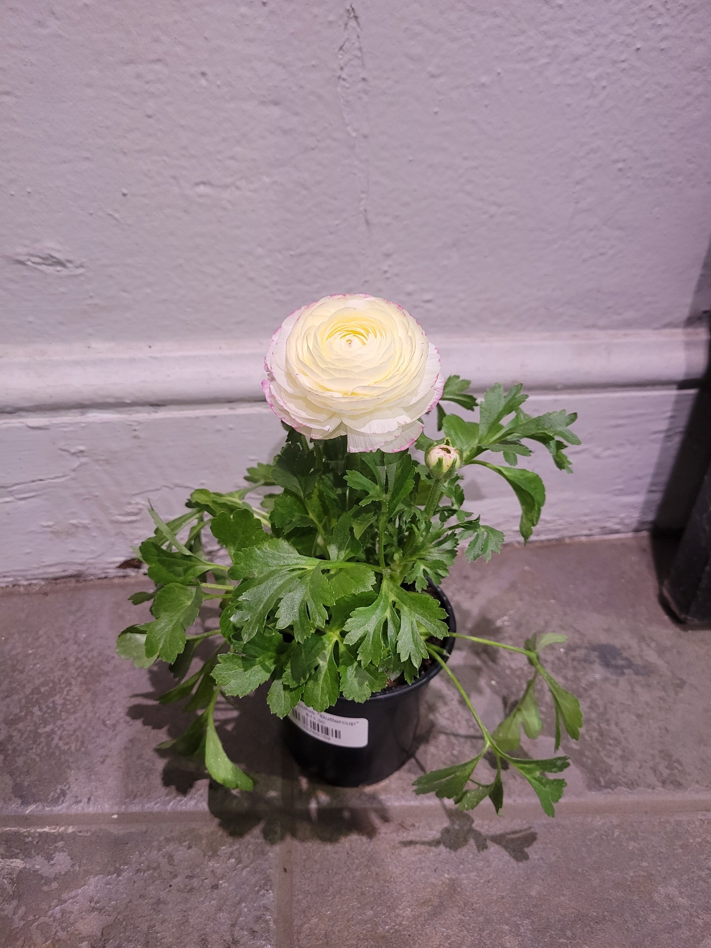 Ranunculus "Buttercup"