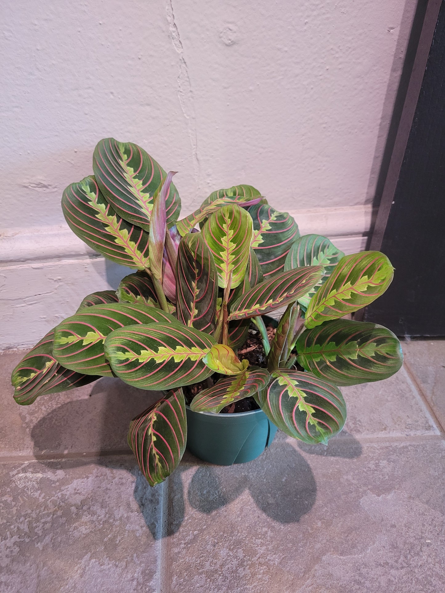Maranta Prayer Plant