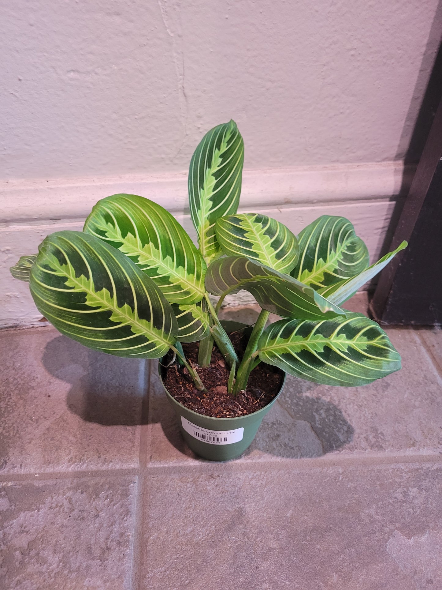 Maranta Lemon Lime