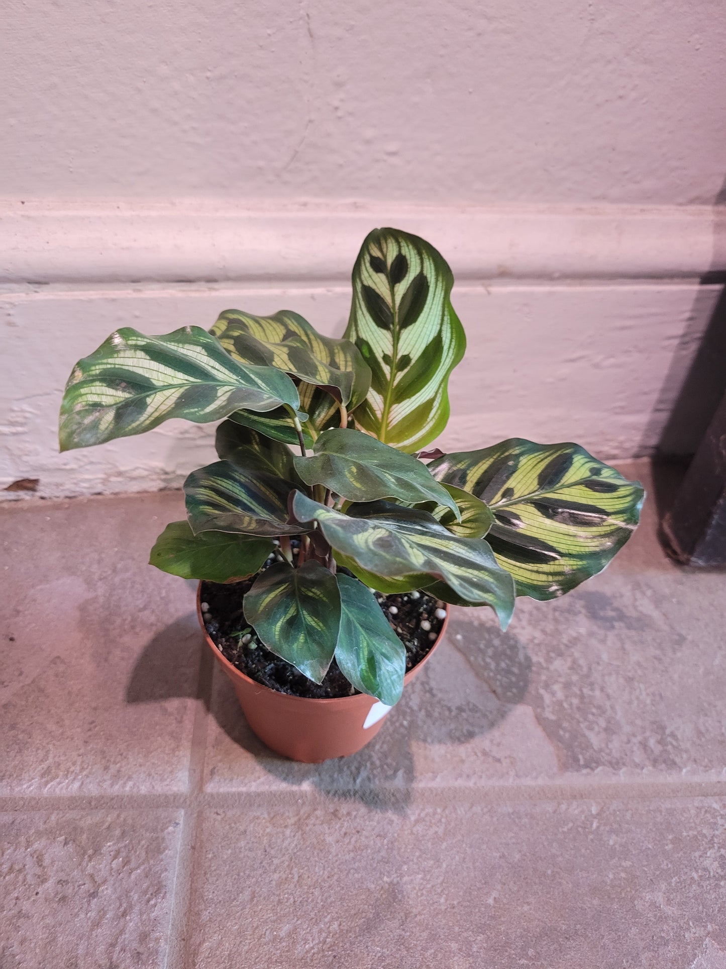 Peacock Calathea