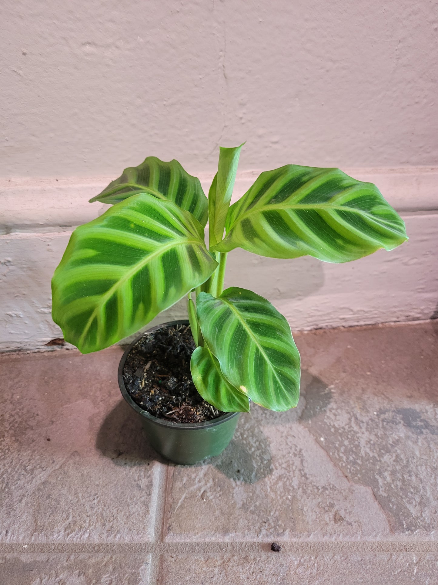 Calathea Zebrina
