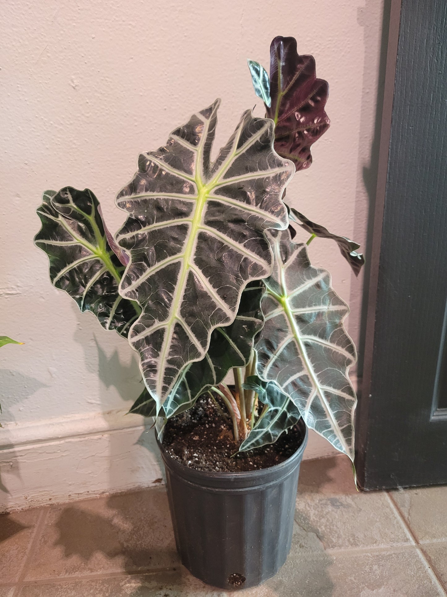 Alocasia Polly "African Mask"