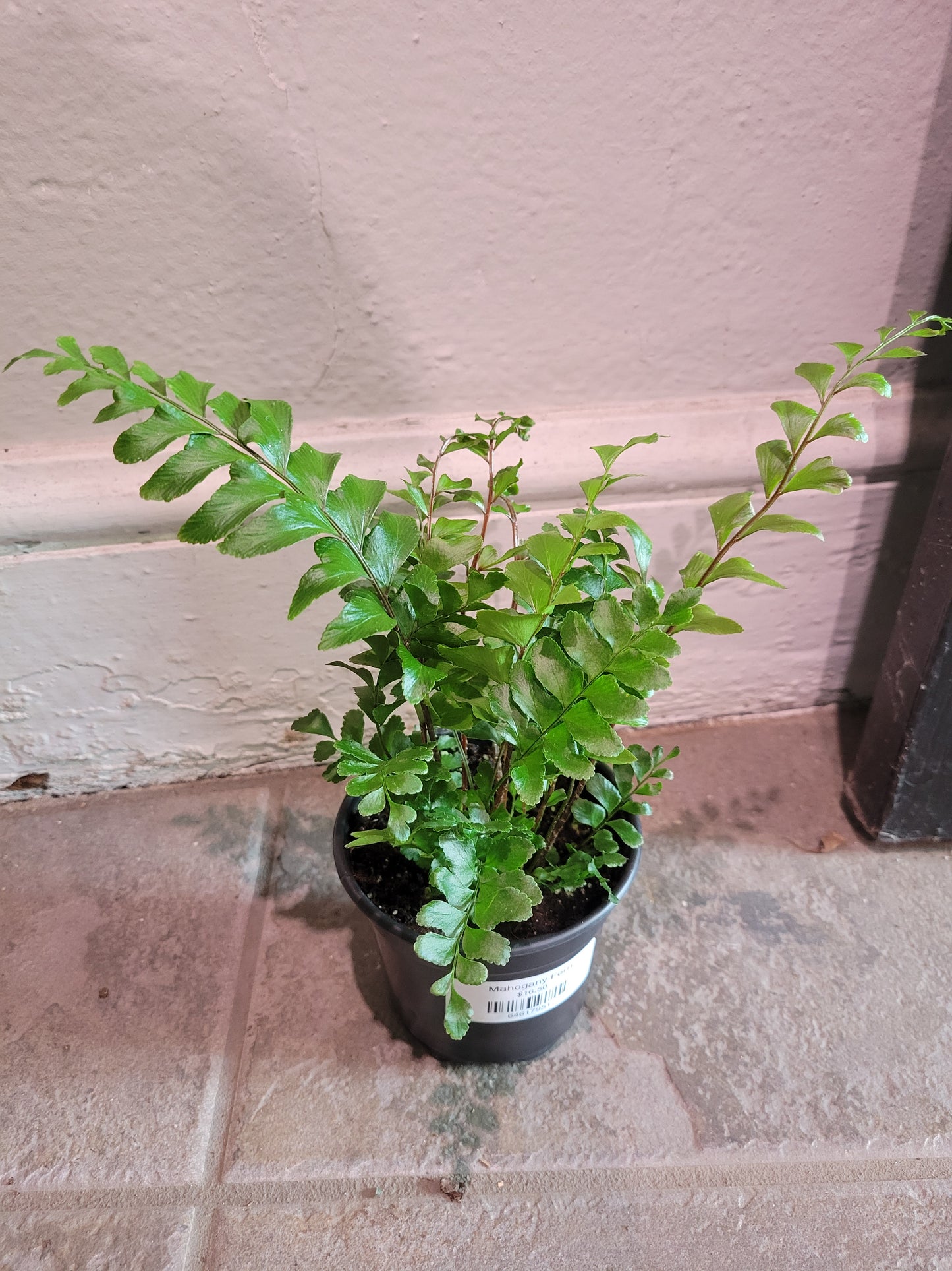 Mahogany Fern