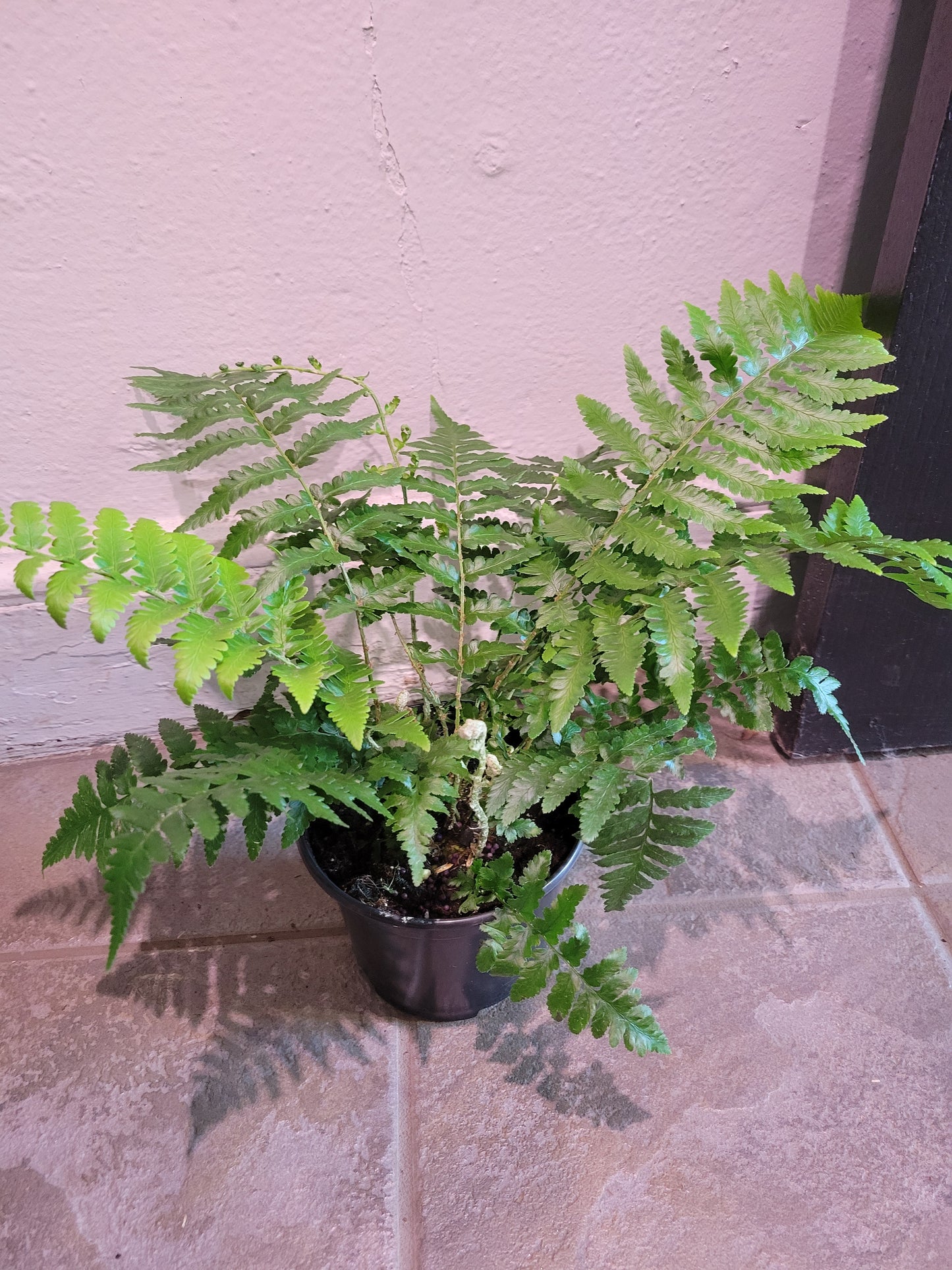 Southern Shield Fern
