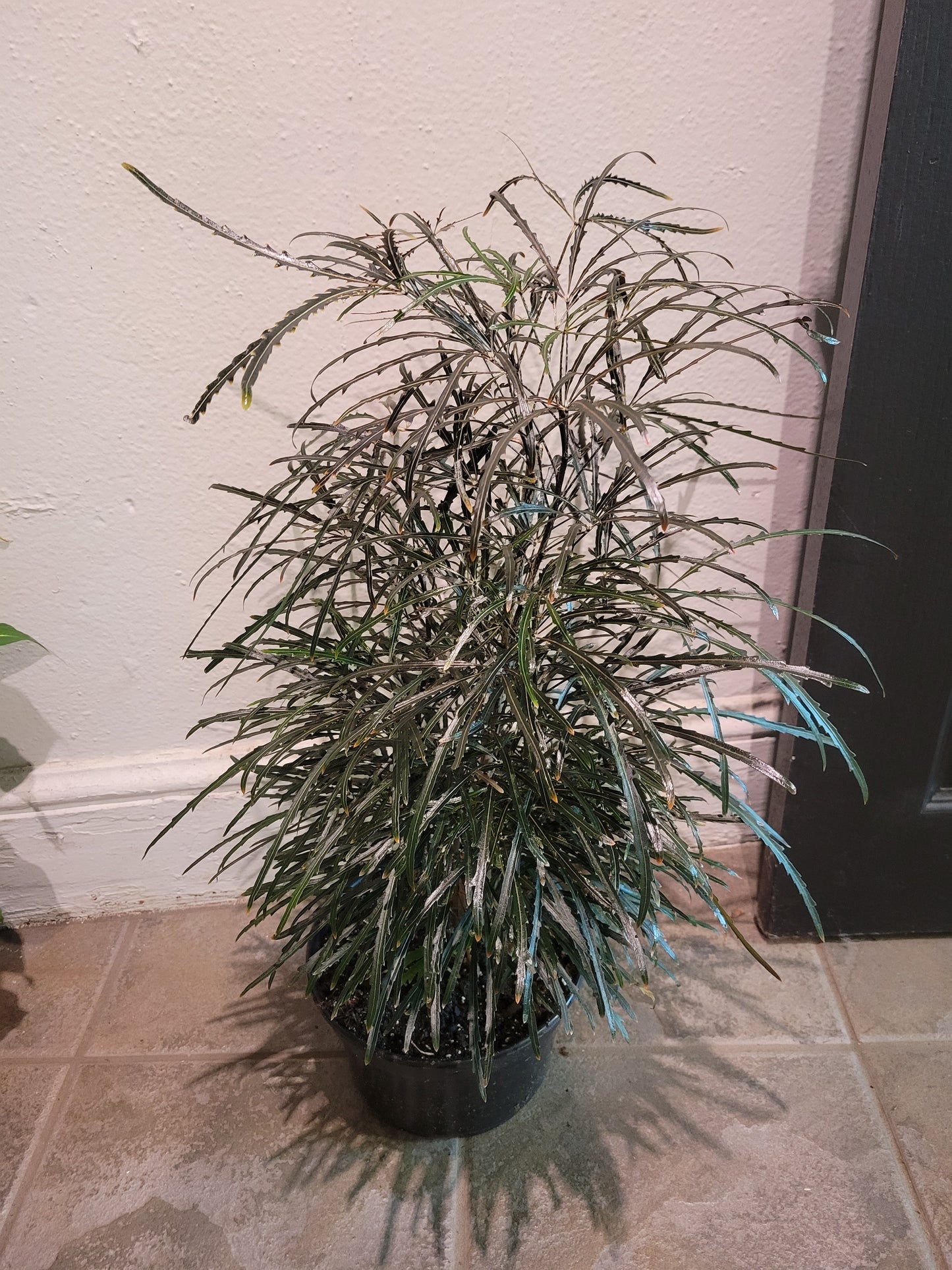 Plerandra Elegantissima 'False Aralia'