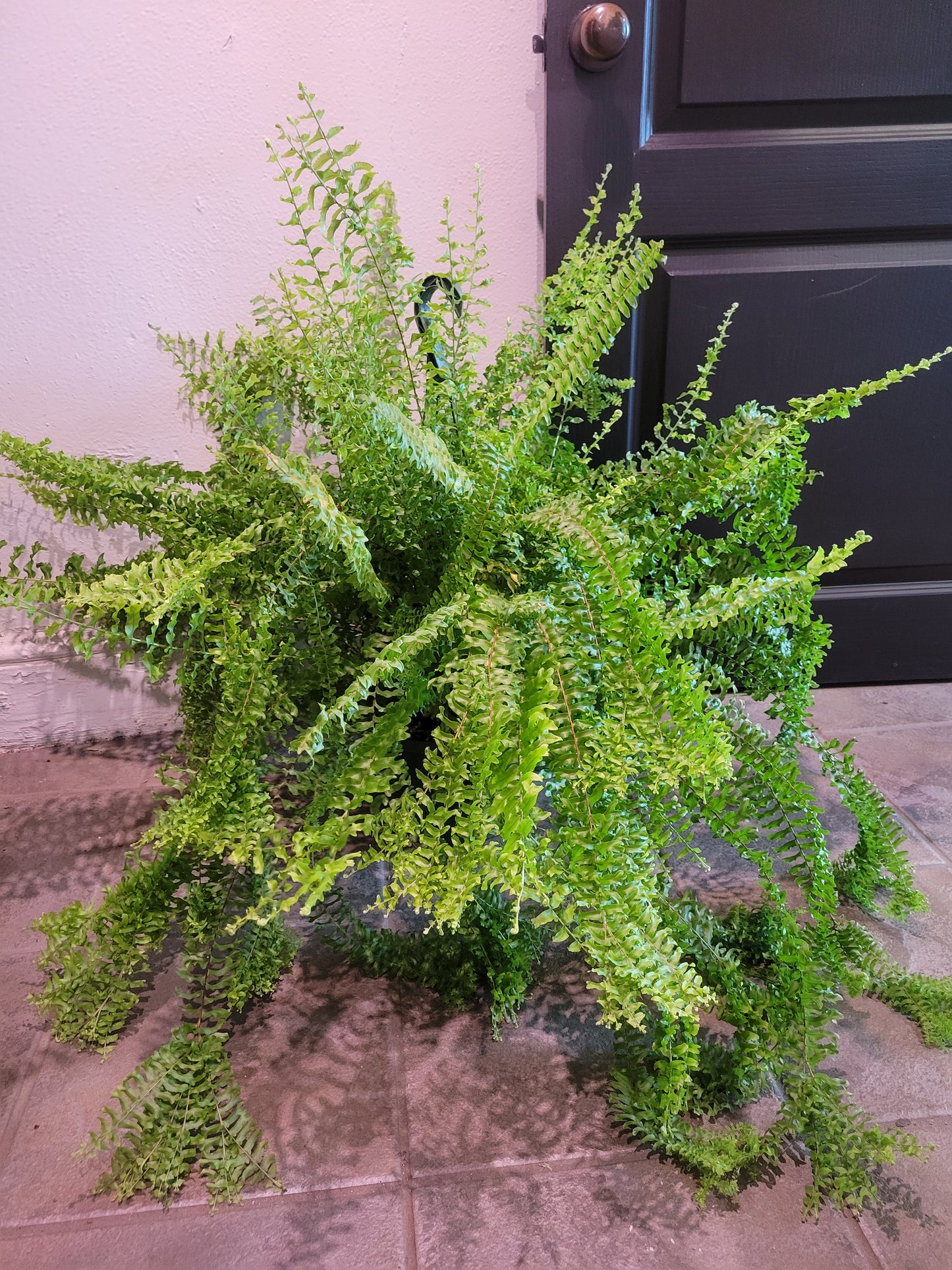 Petticoat Fern
